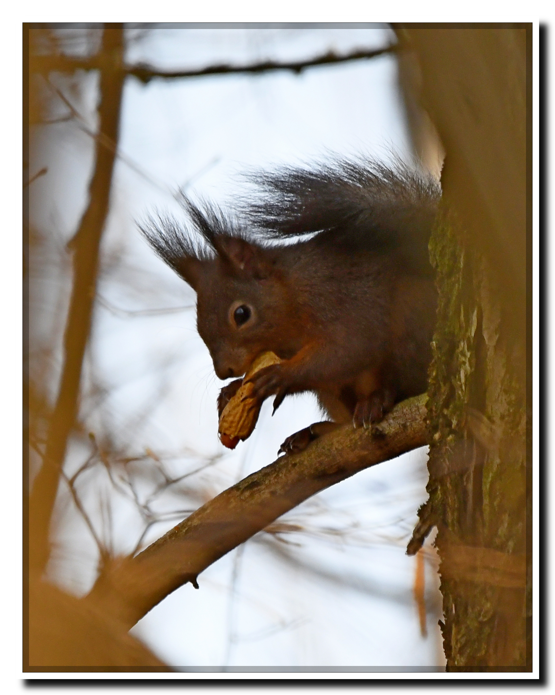 Squirrel