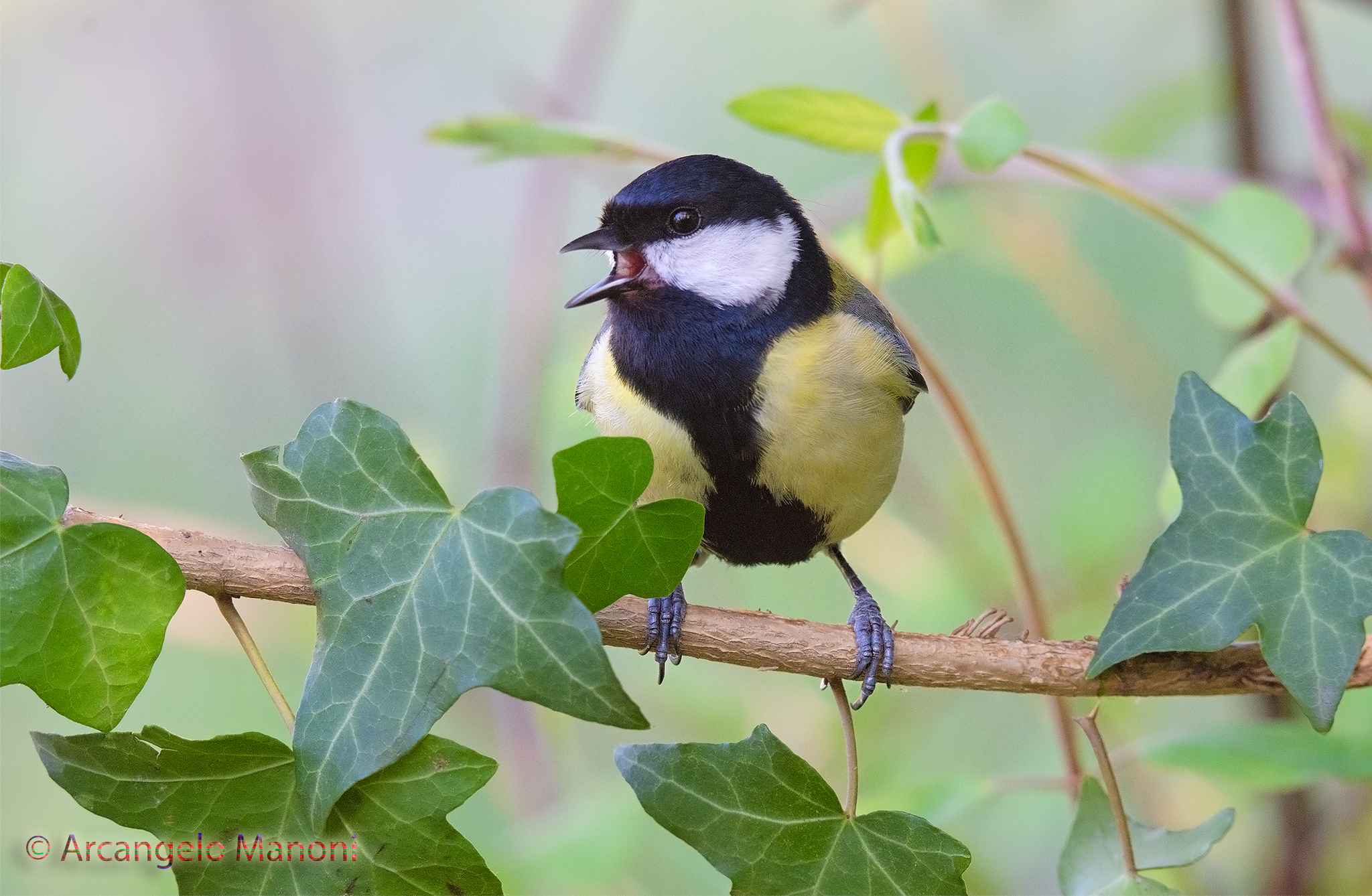 Tiling chirping between ivy