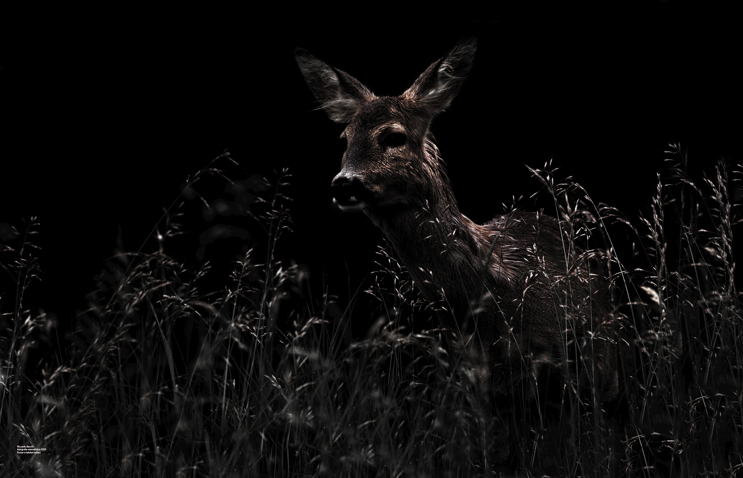 Capriolo ultime luci della sera