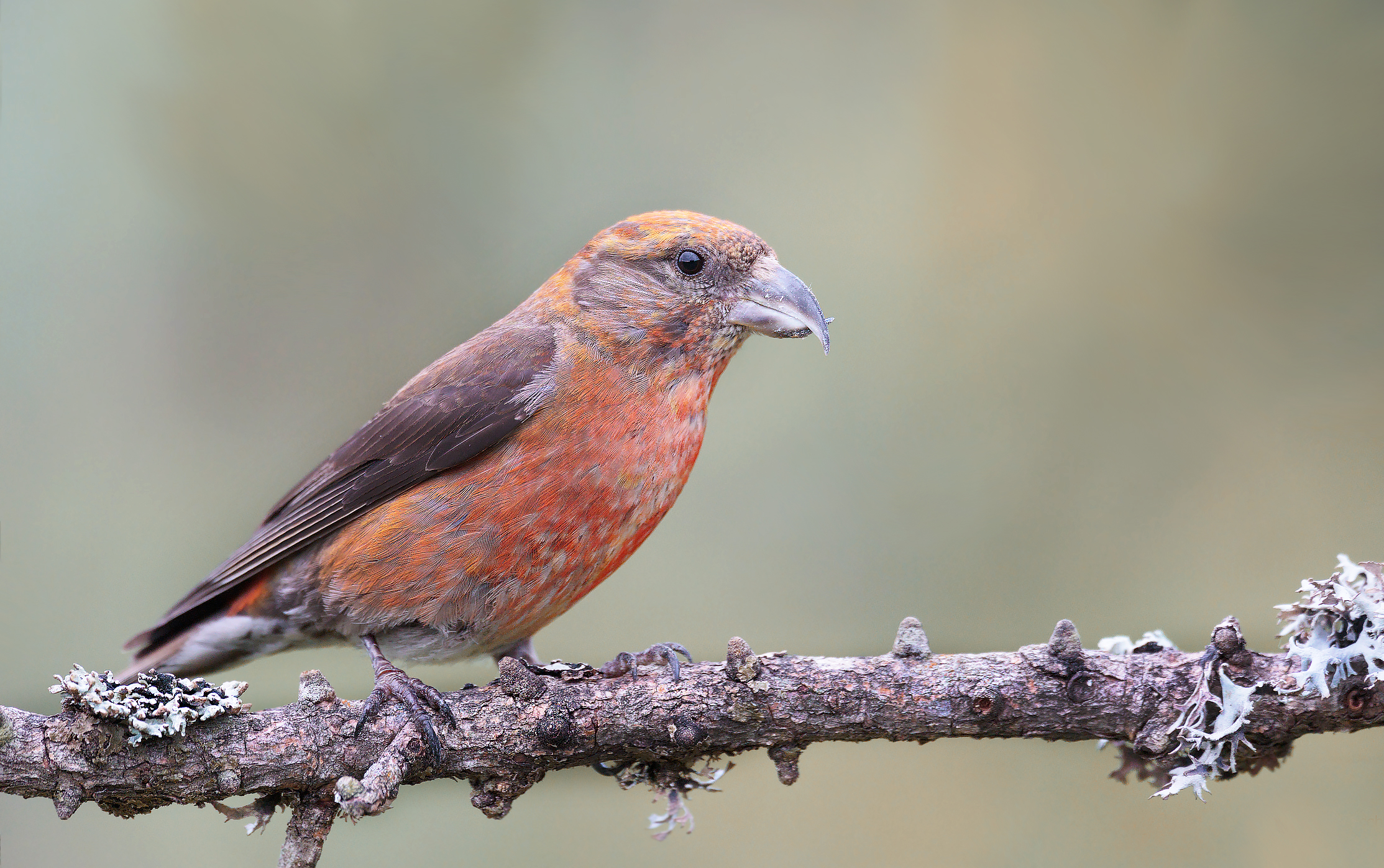 Crociere Maschio e Larice