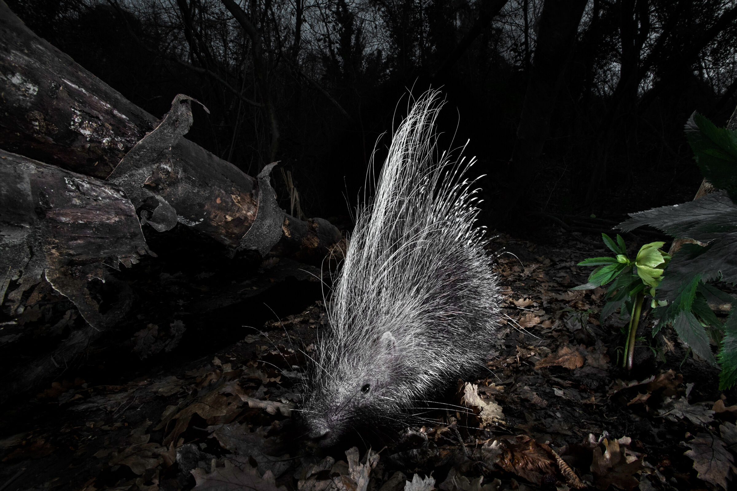 Istrice ed elleboro, Bologna 2020