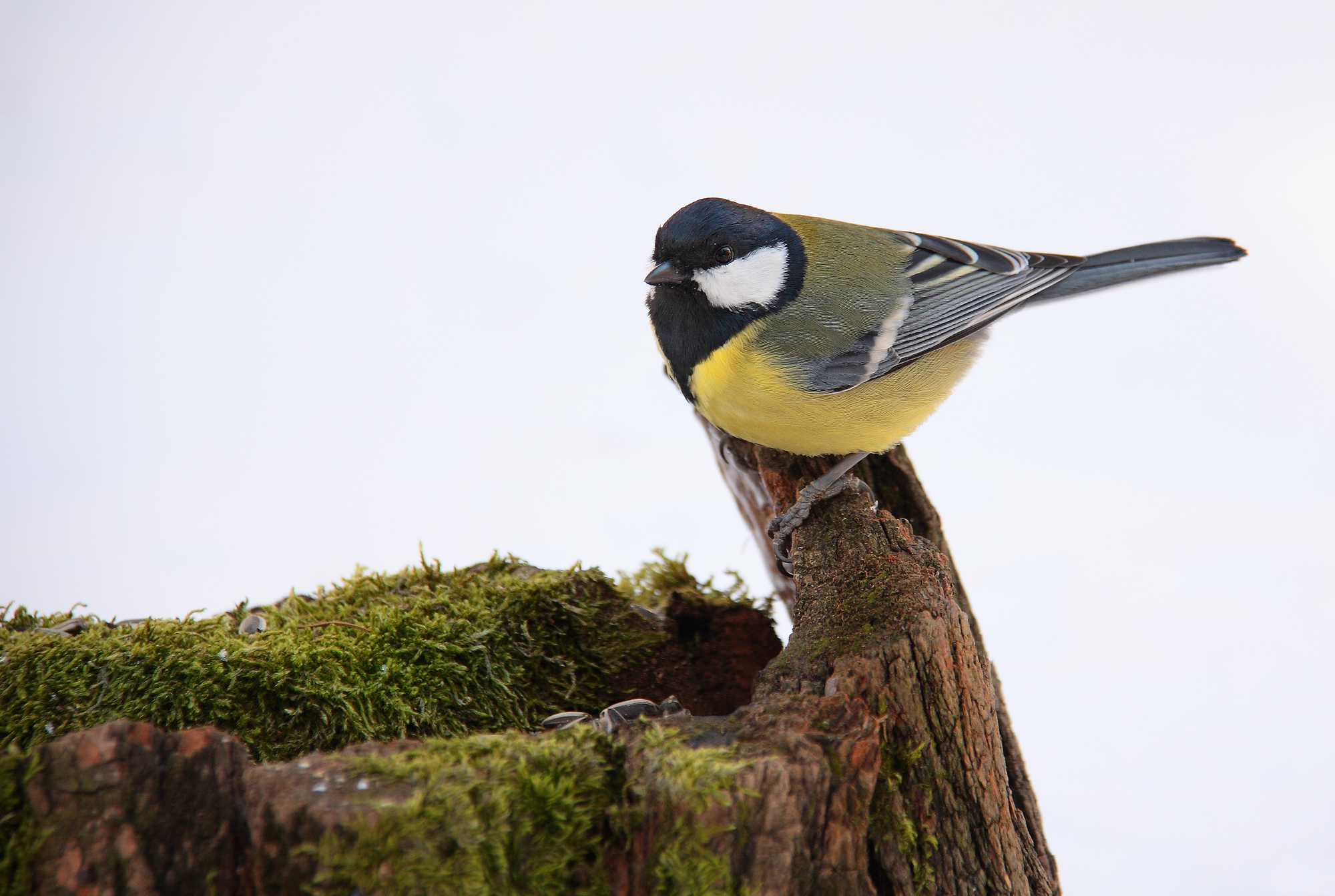 Cinciallegra at -20 °