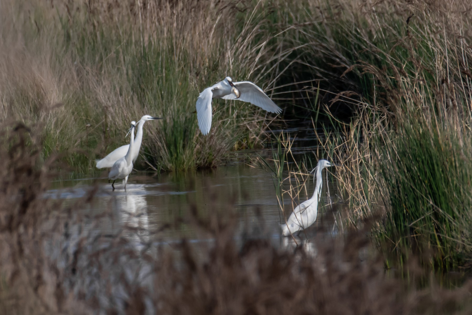 White egretta
