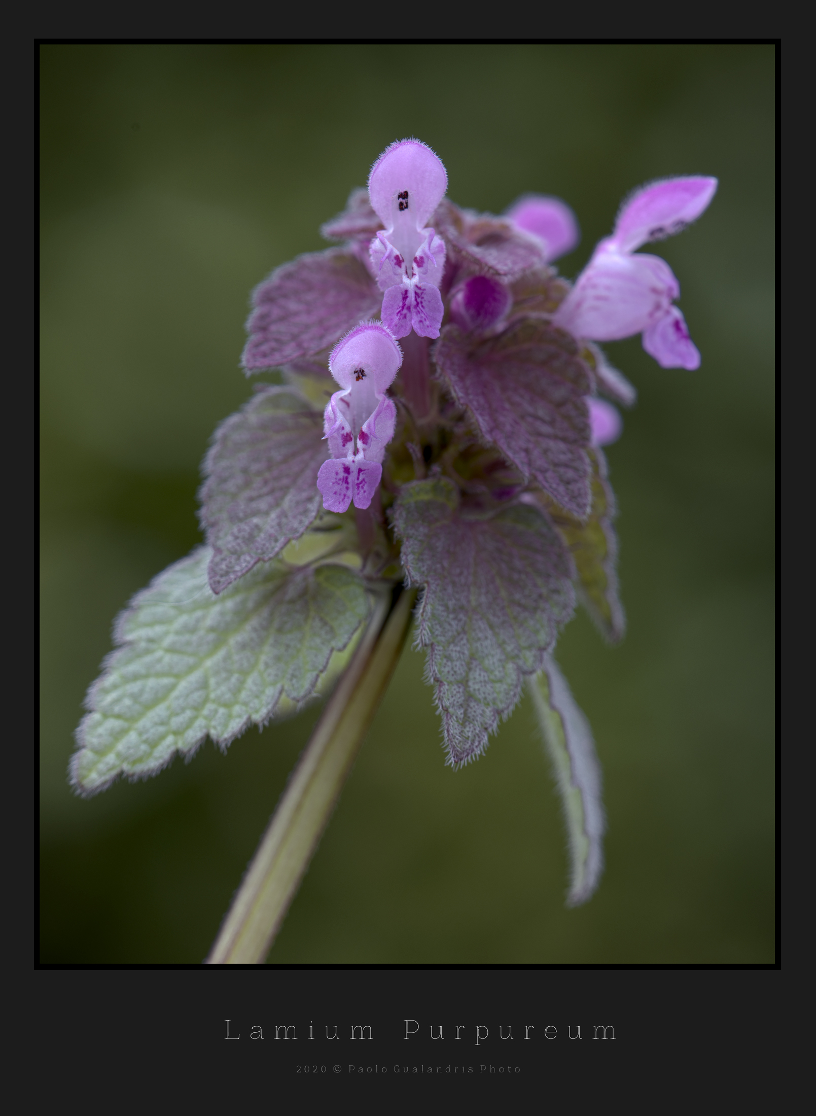 Lamium Purpureum