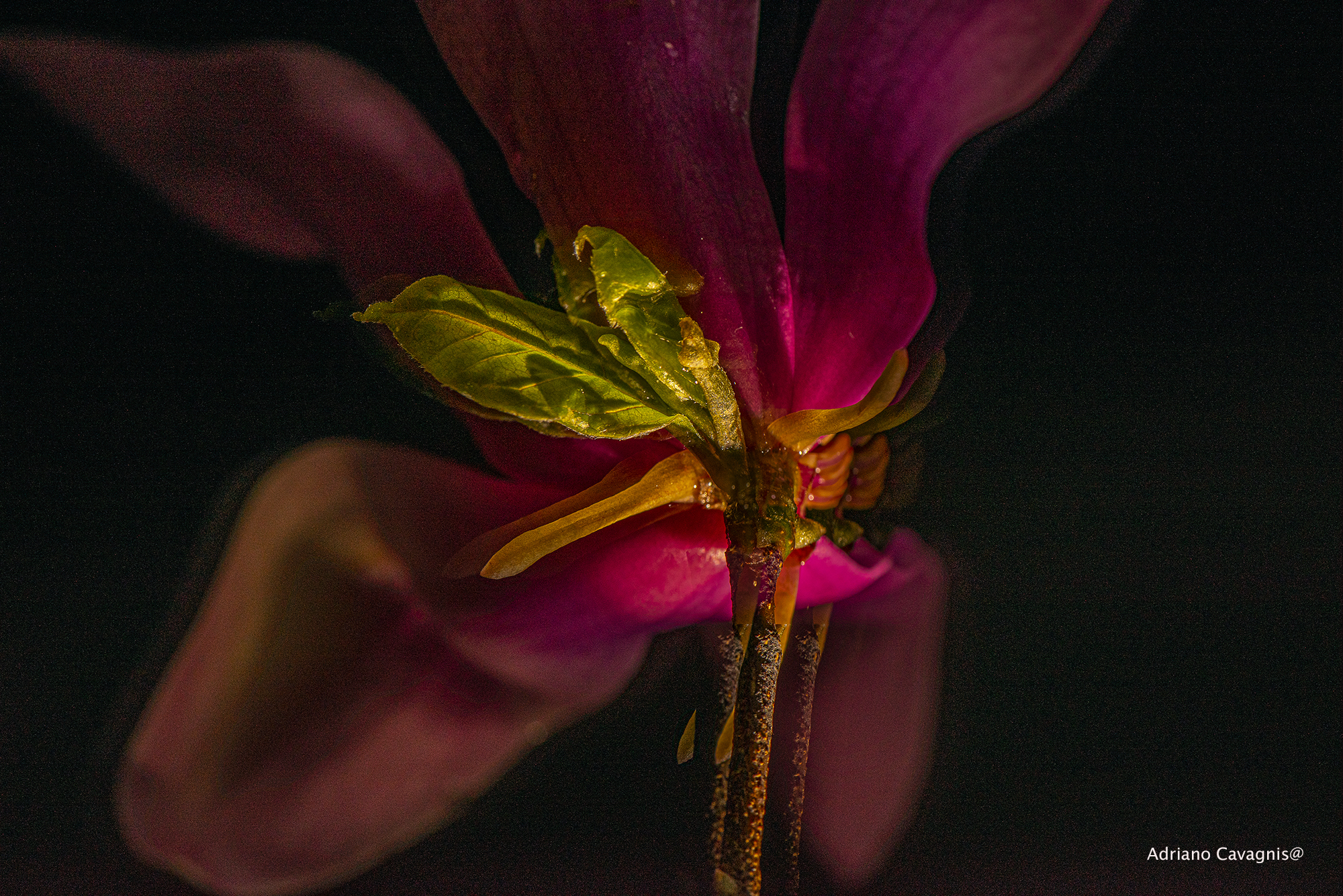 Gioco di luci con magnolia