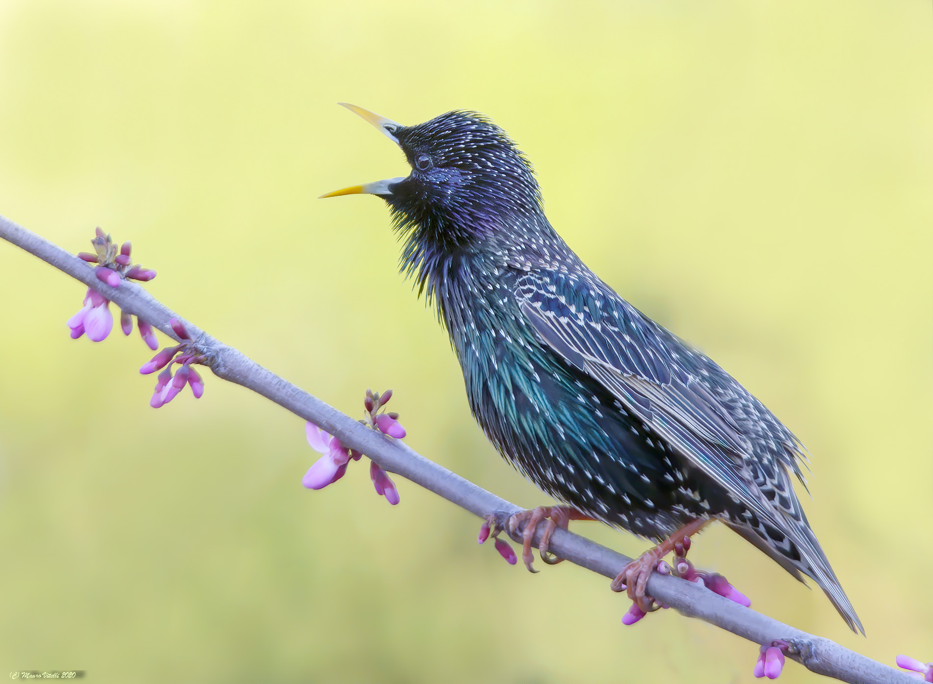 Sturnus vulgaris