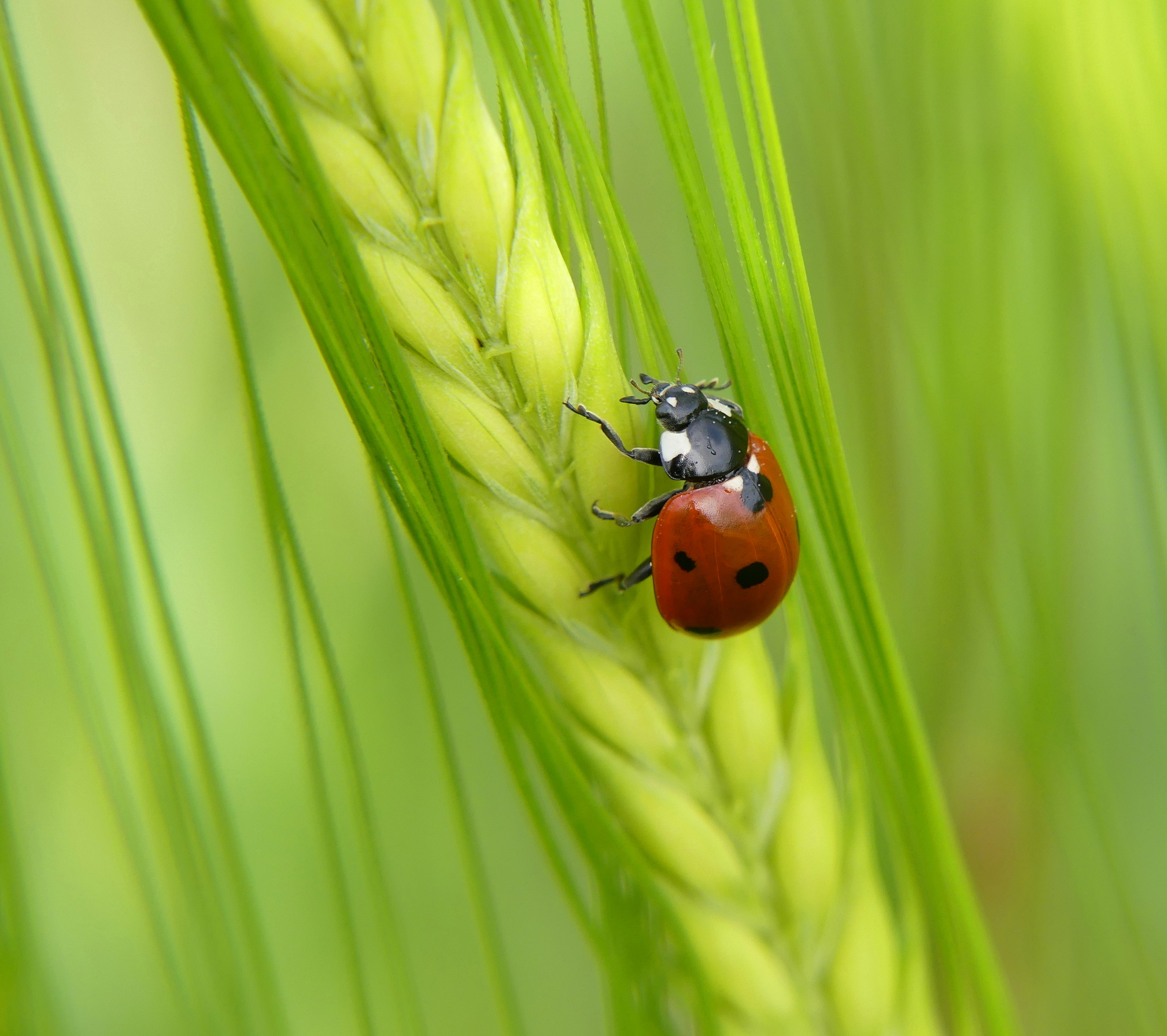 They say luck ports...