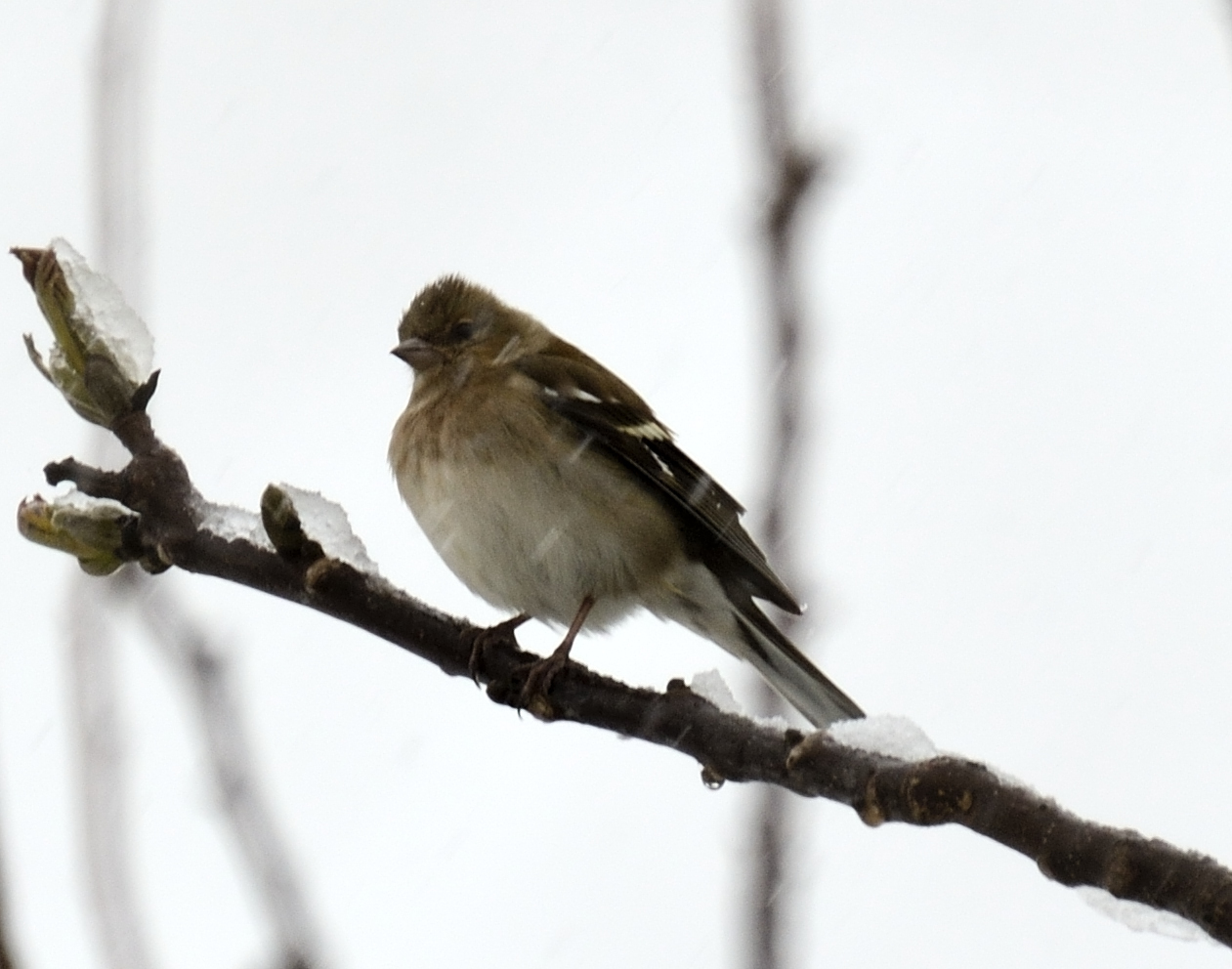 Female Finch