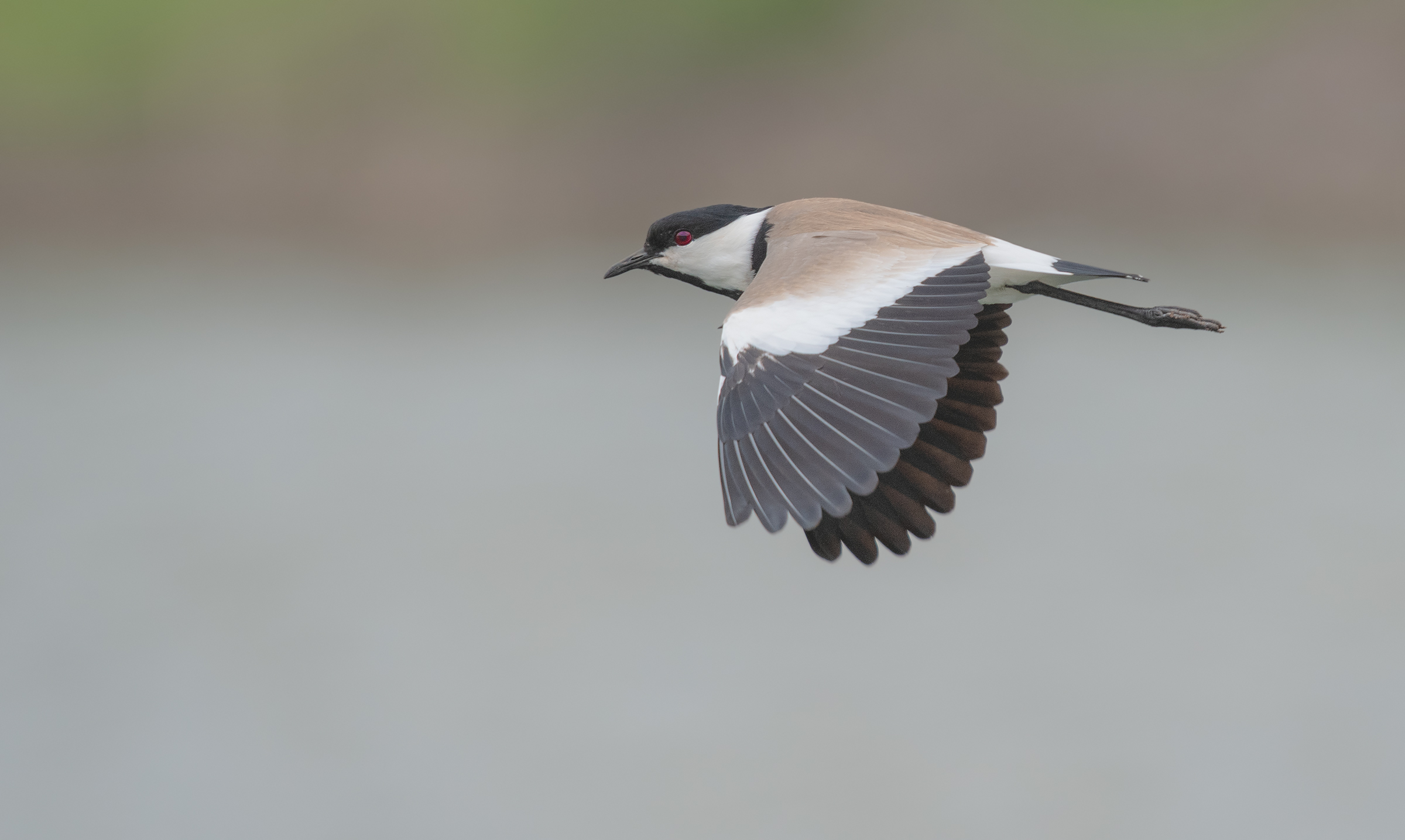 sperone alato lapwing