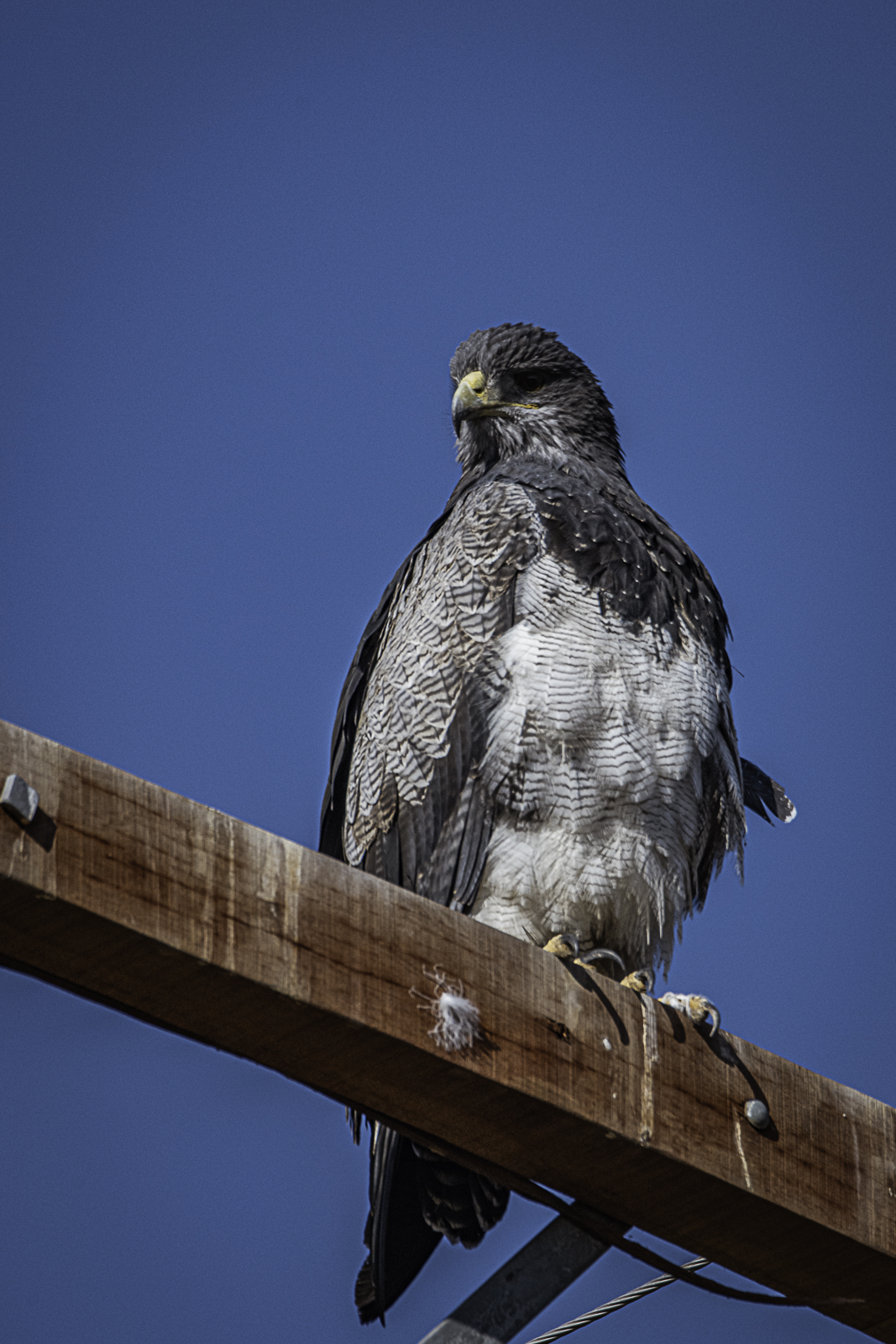L'aquila blu cilena-Argentina (prv di Mendoza-ruta 89)