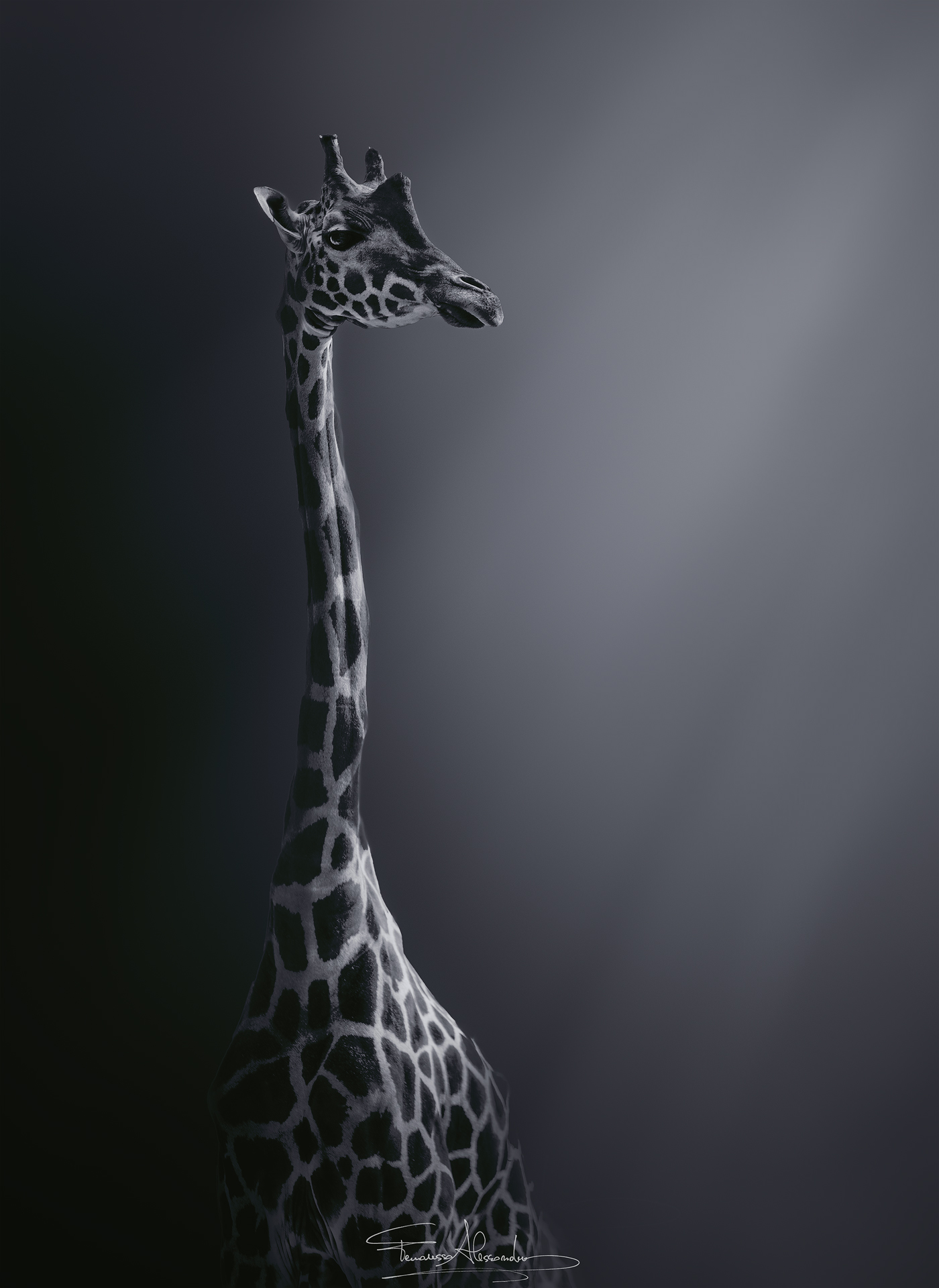 una bellissima giraffa allo zoo di lignano