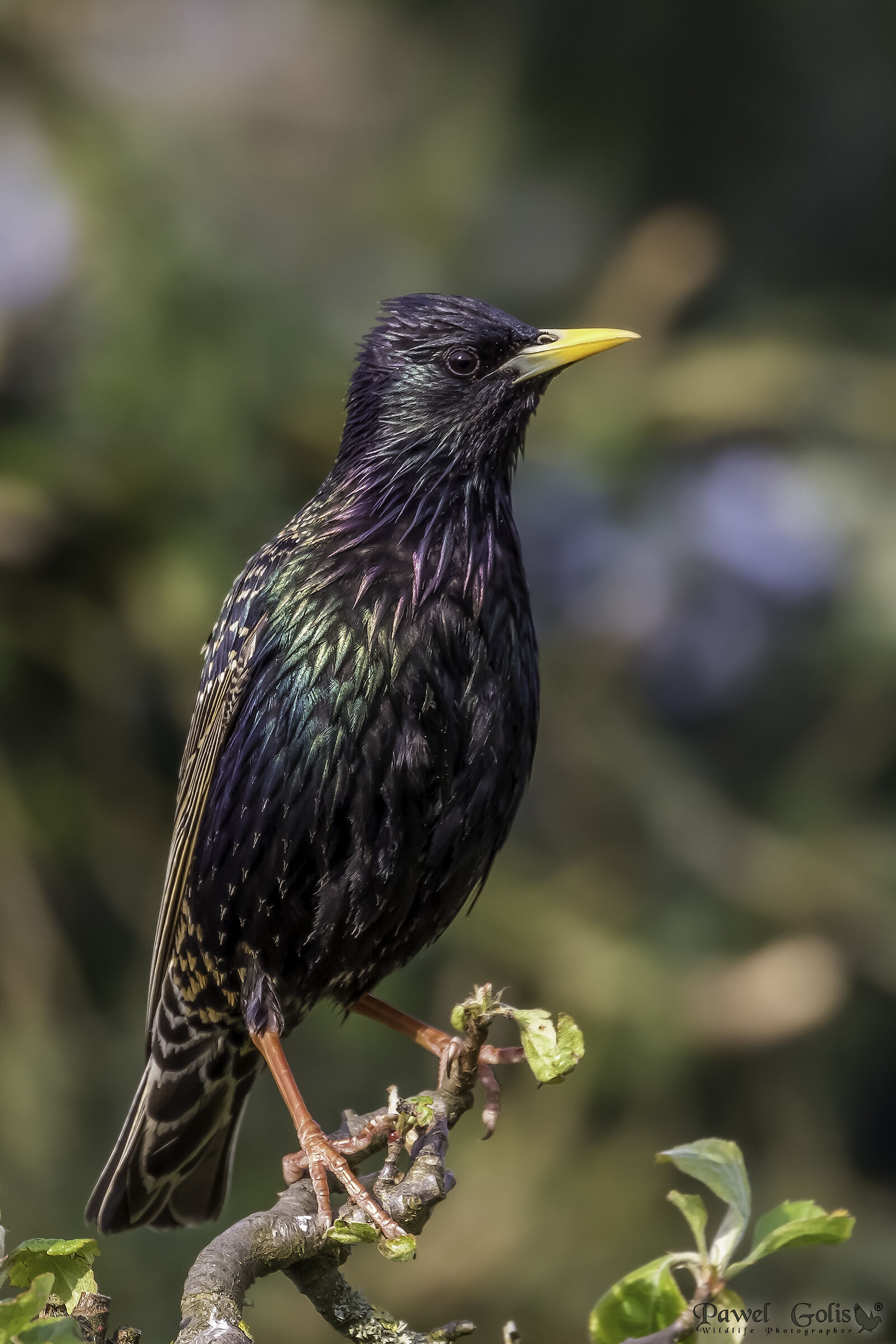 Sturnus vulgaris (Sturnus vulgaris)