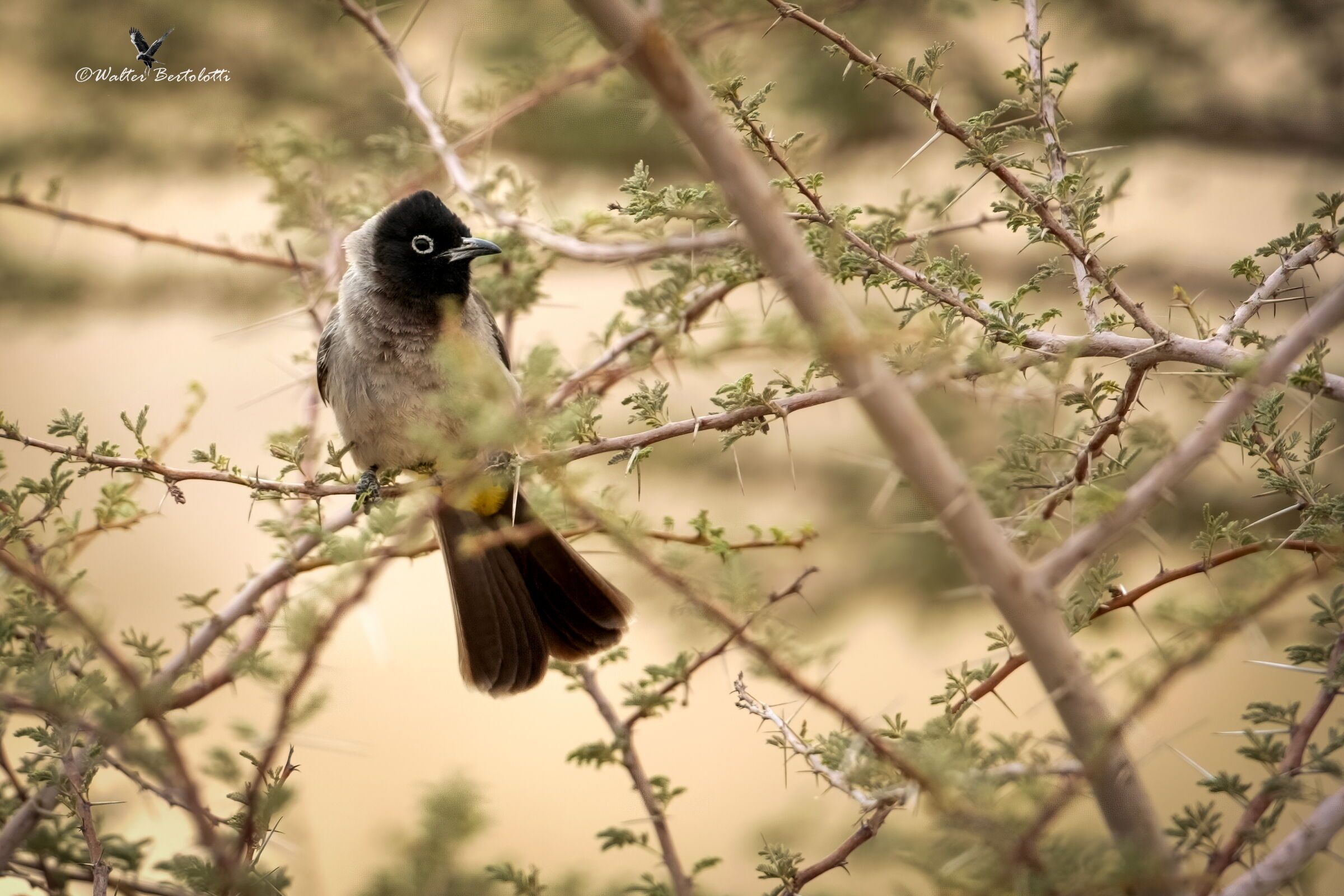 Bulbul dagli occhiali bianchi-Arabia Saudita