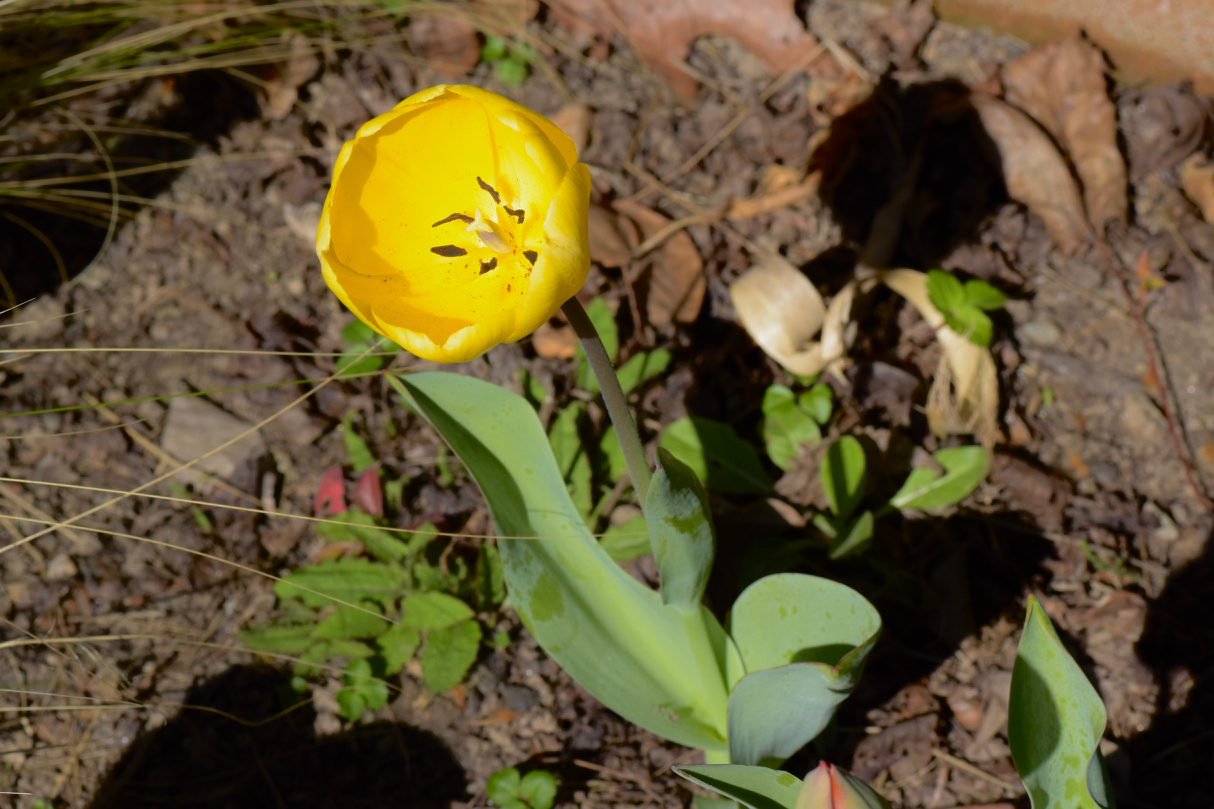 Thrilling Spring 7 Hope