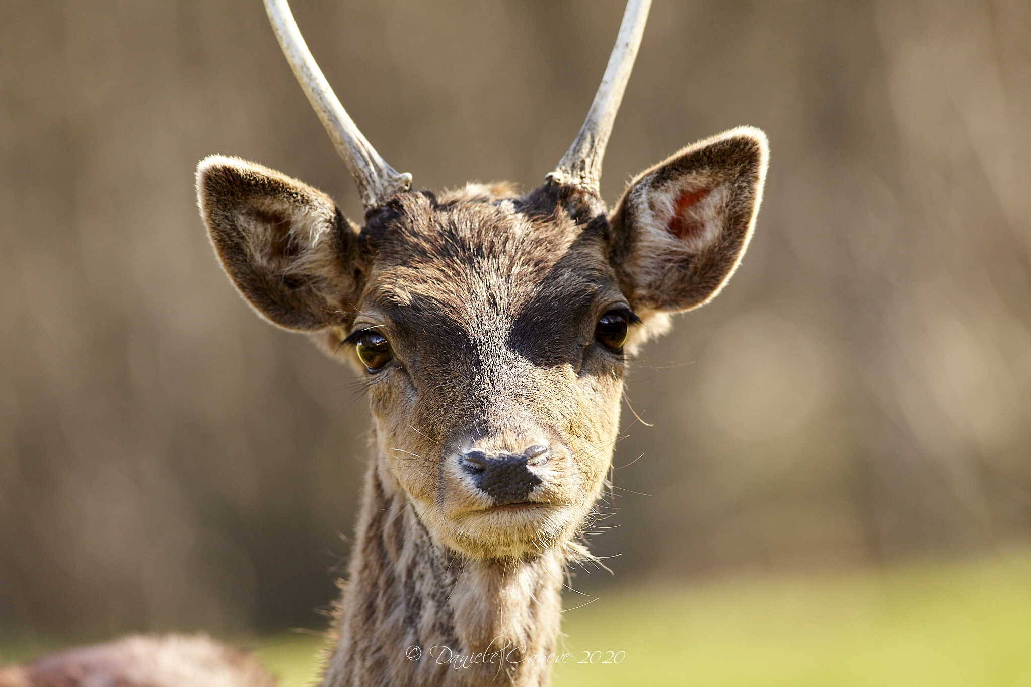Young Deer 2