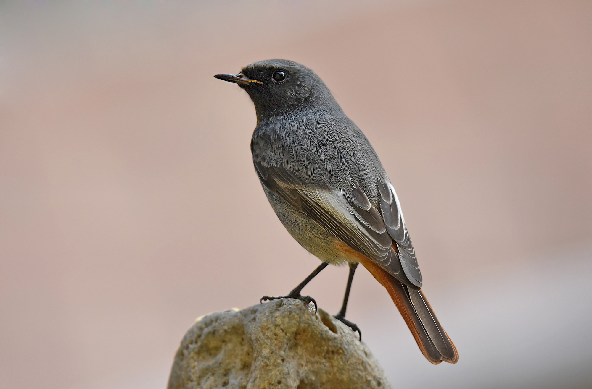Codirosso chimney sweep