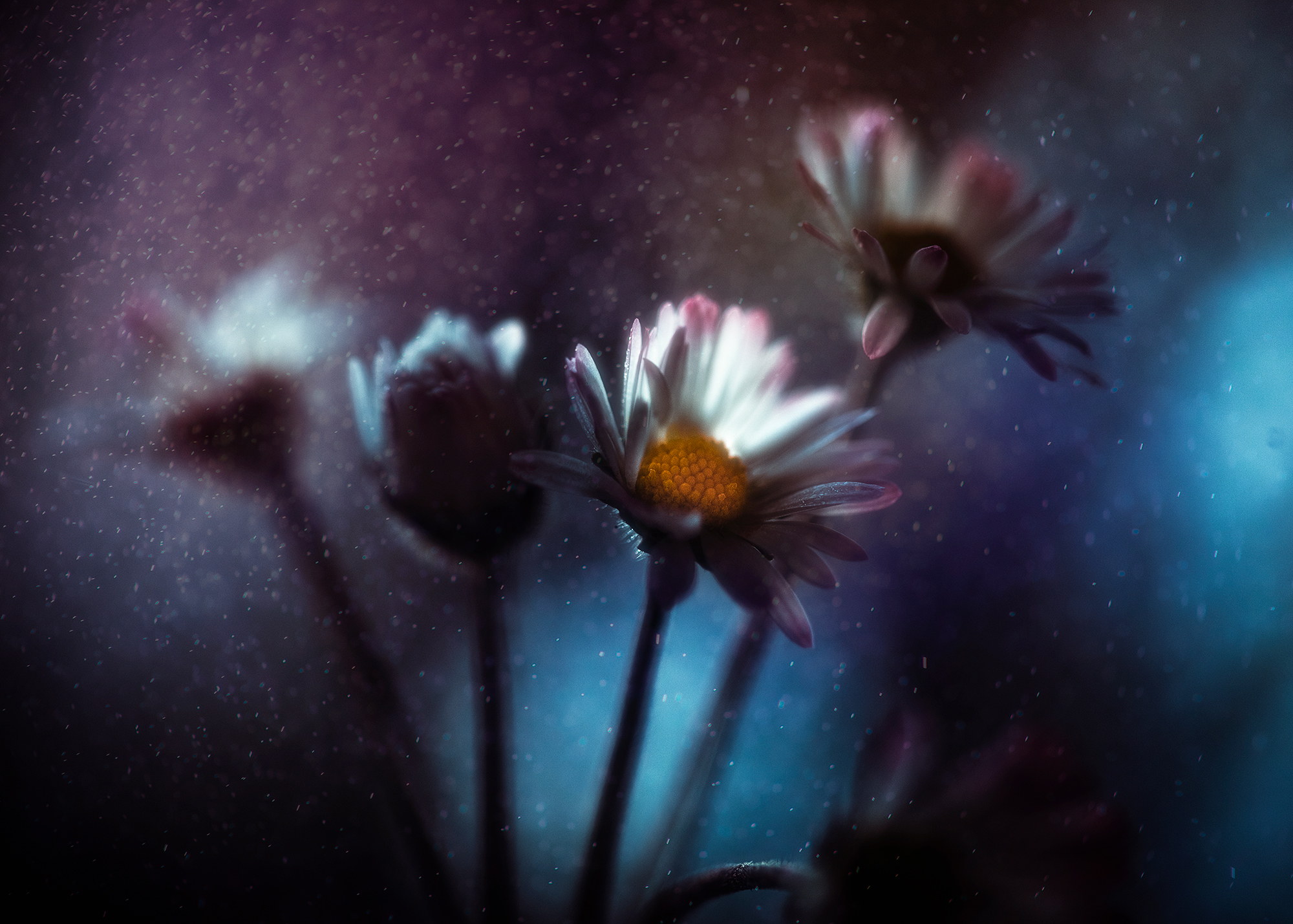 Polvere di primavera