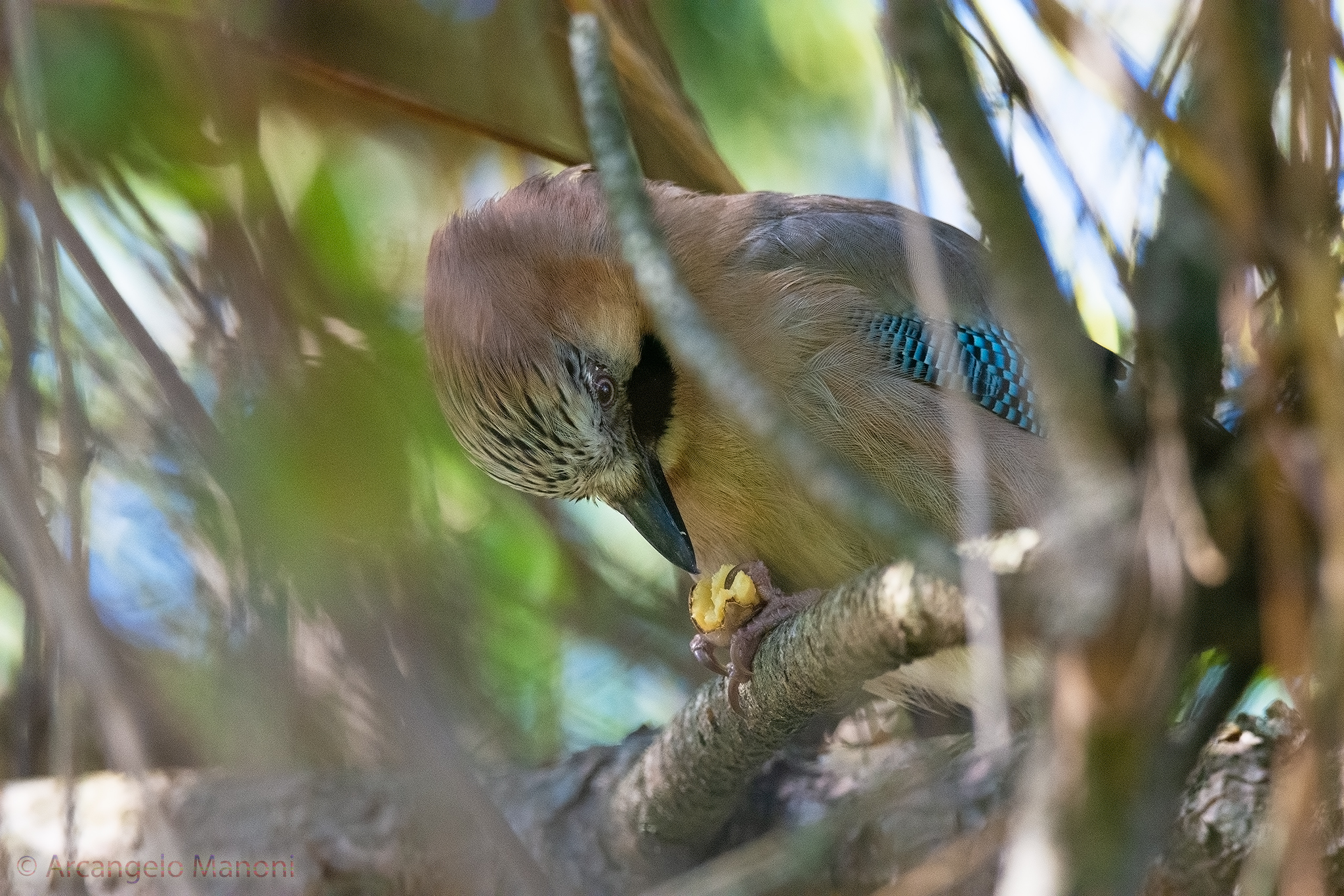 Il pranzo della ghiandaia