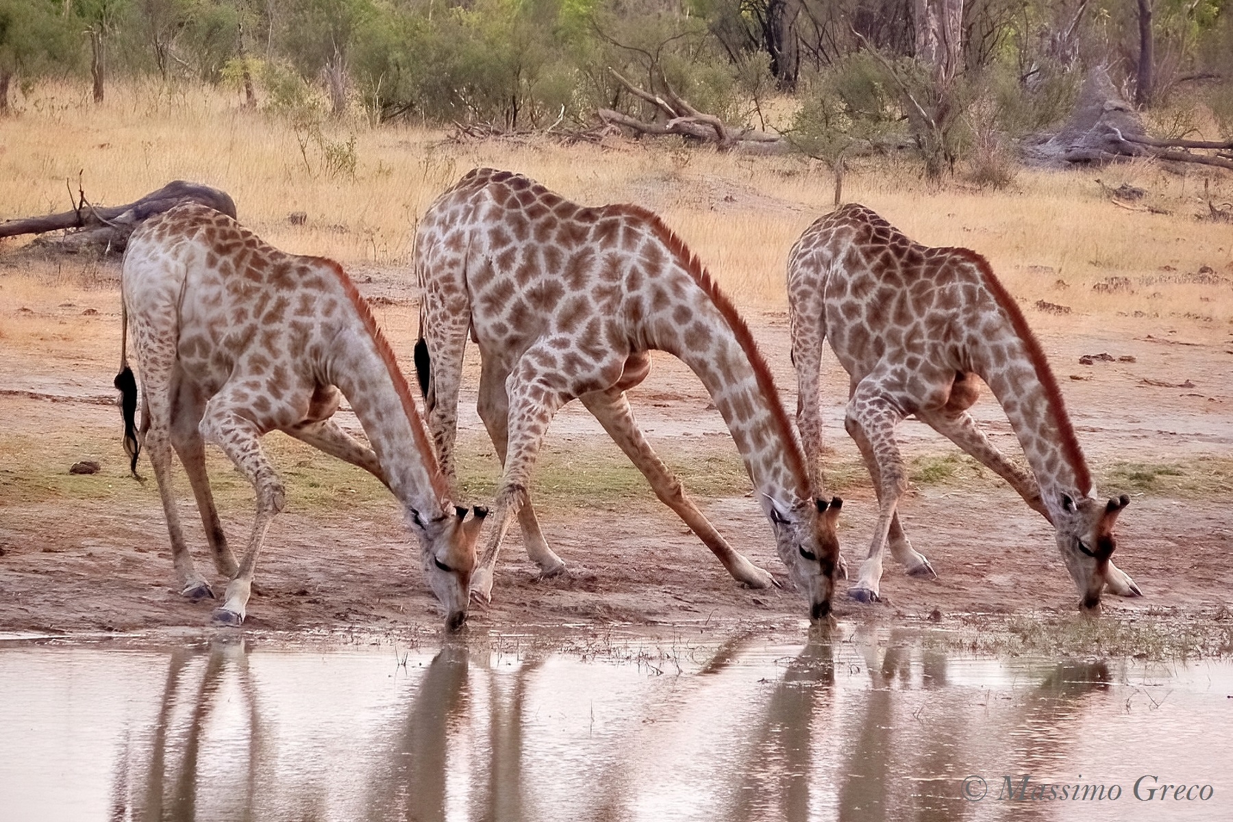 Watered giraffes
