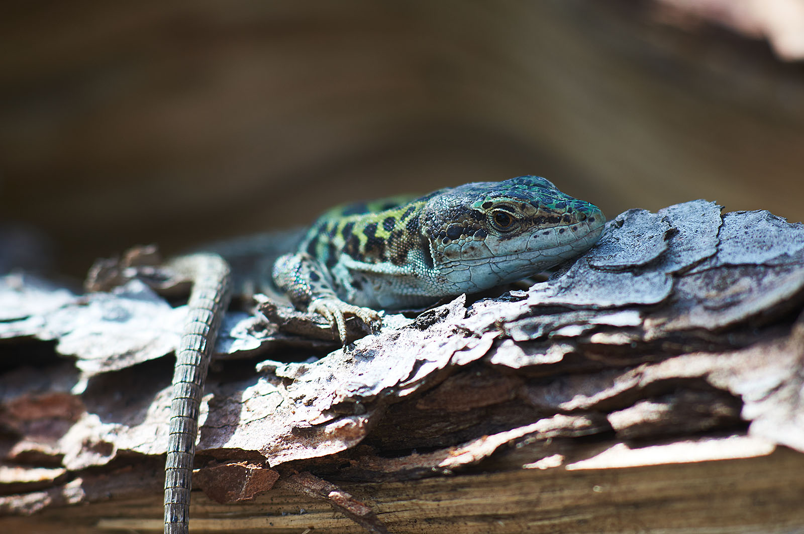 I'm not afraid of you