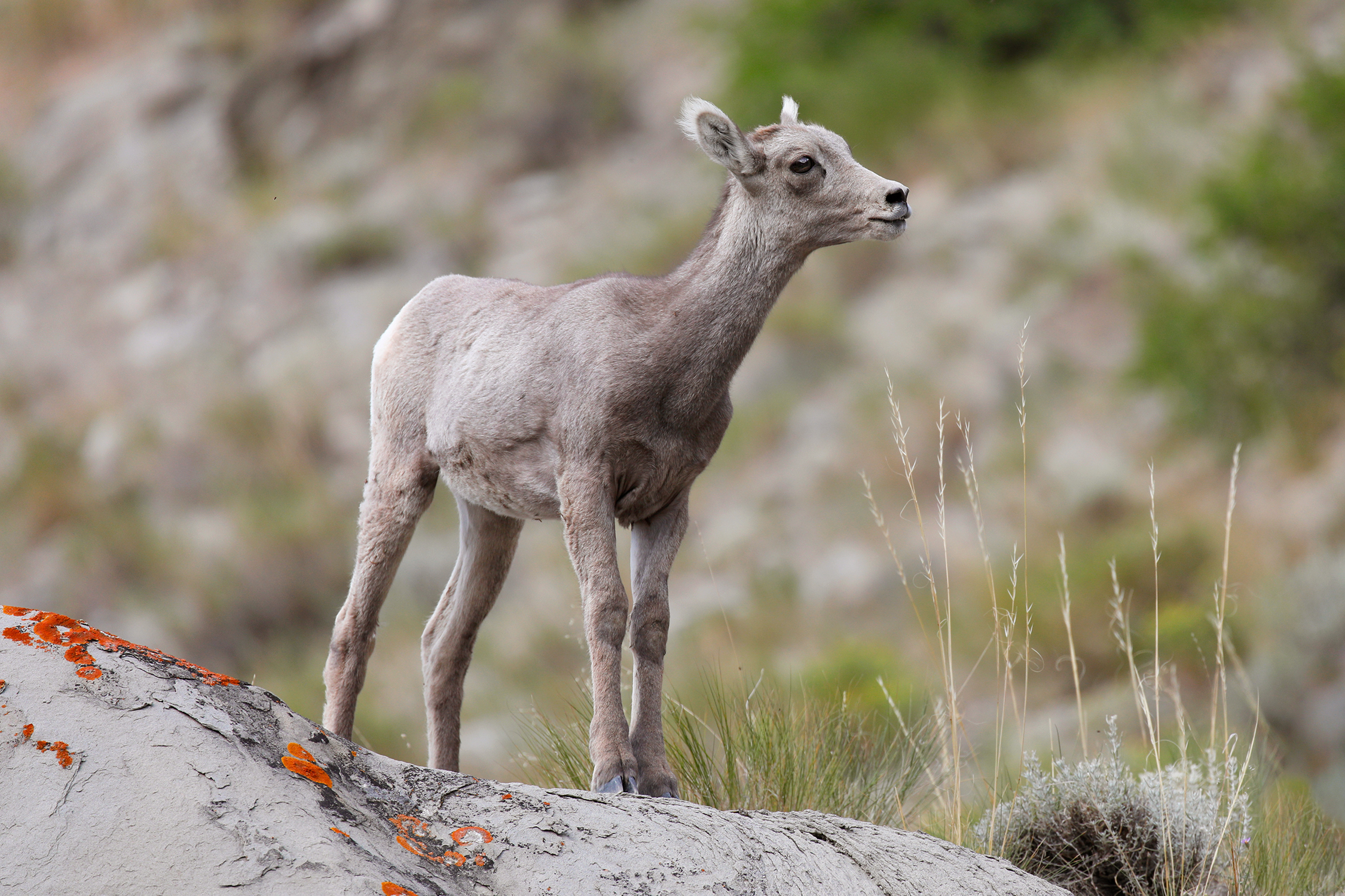 Young Bighorn sheep