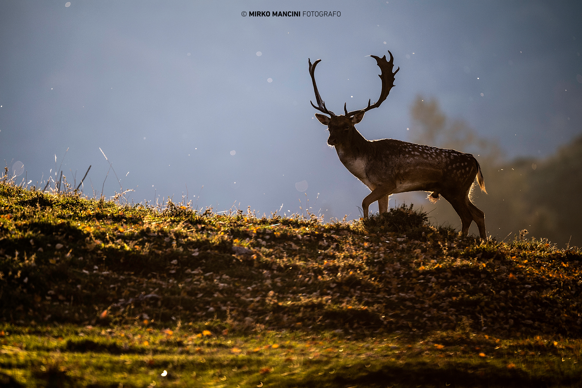 Daino Palancone controluce