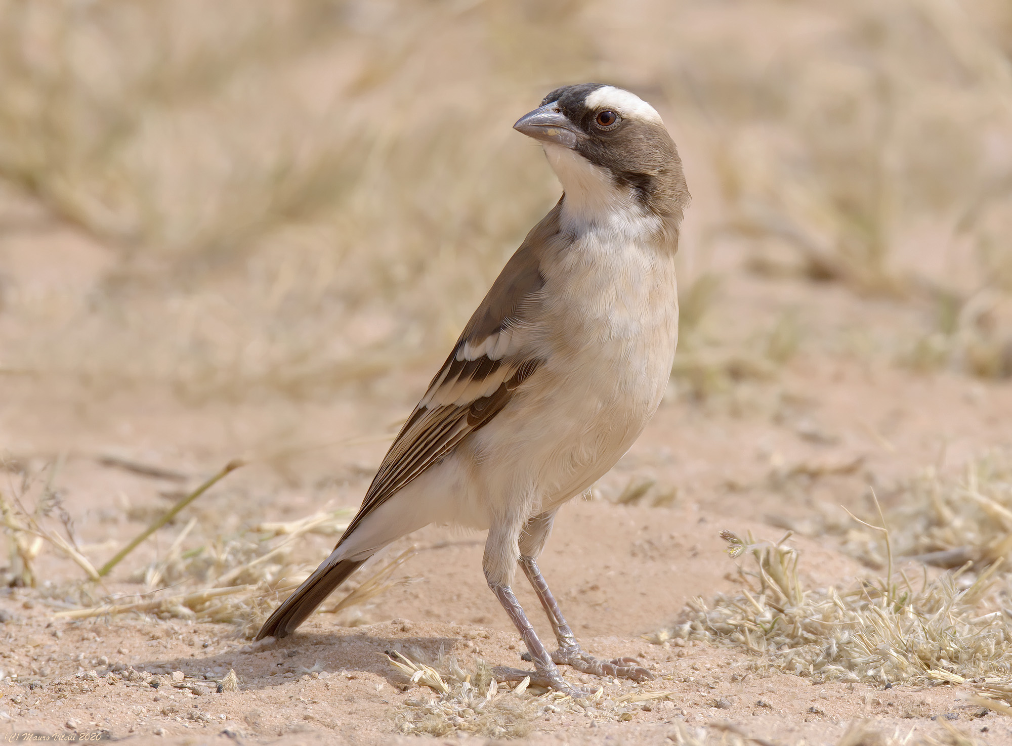 Passero Weaver (Plocepasser mahali) Central Kalahari