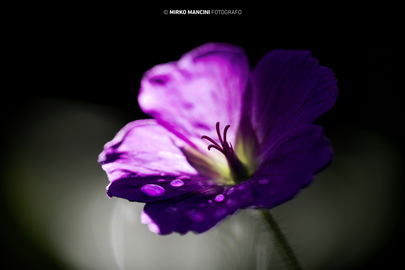 Giocando con la luce - fiore