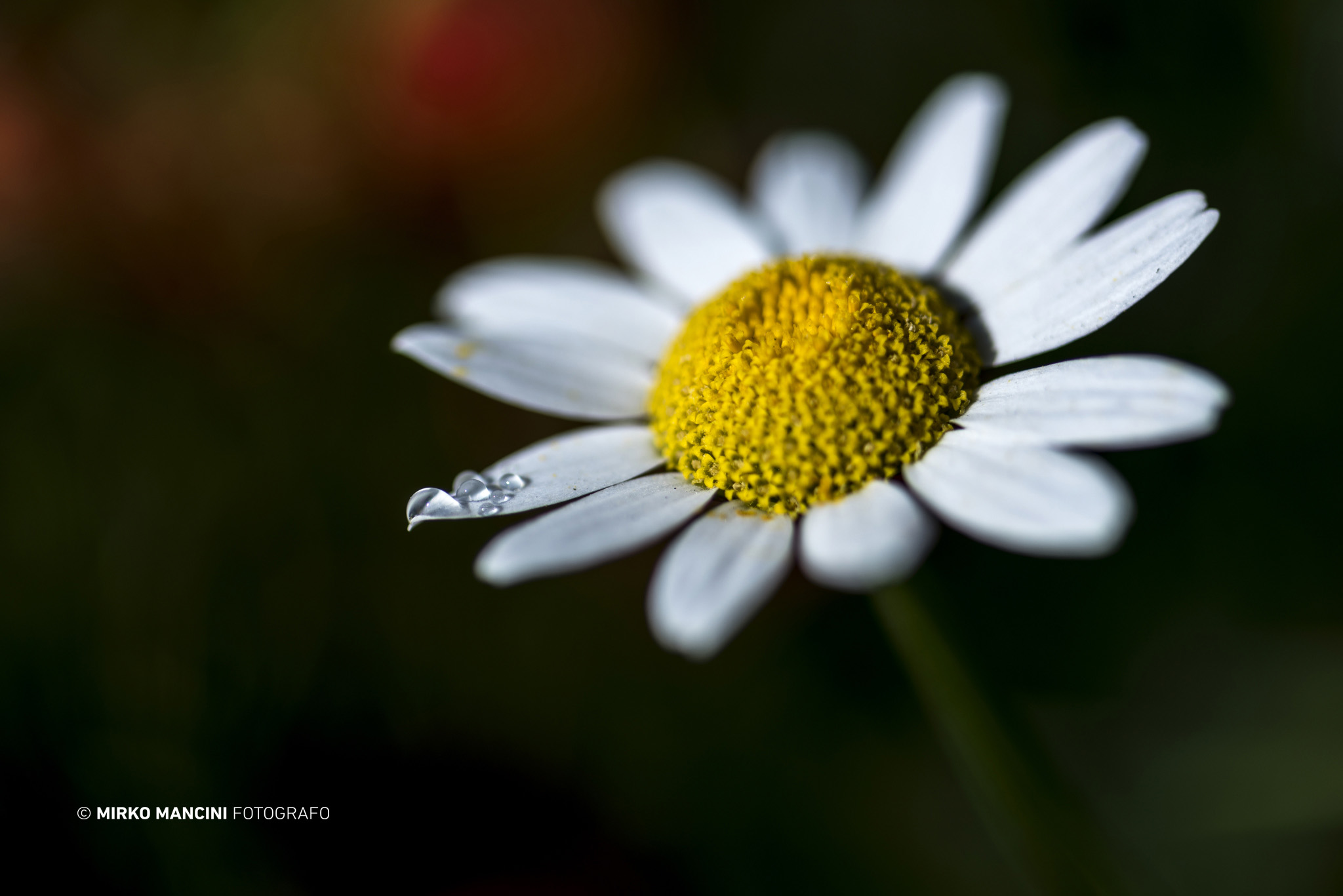 Le ultime goccioline - margherita