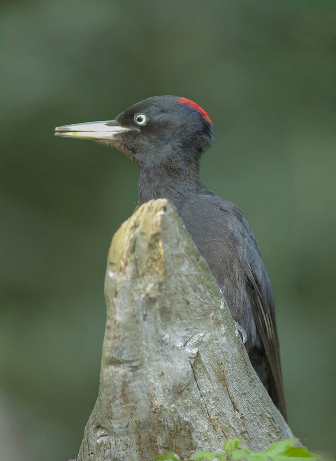 picchio nero ritratto