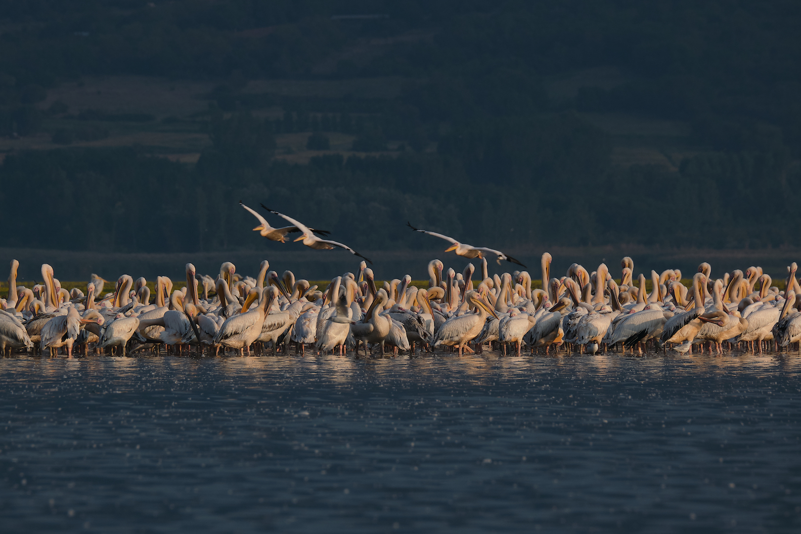 Pelicans at Lake Kirkini