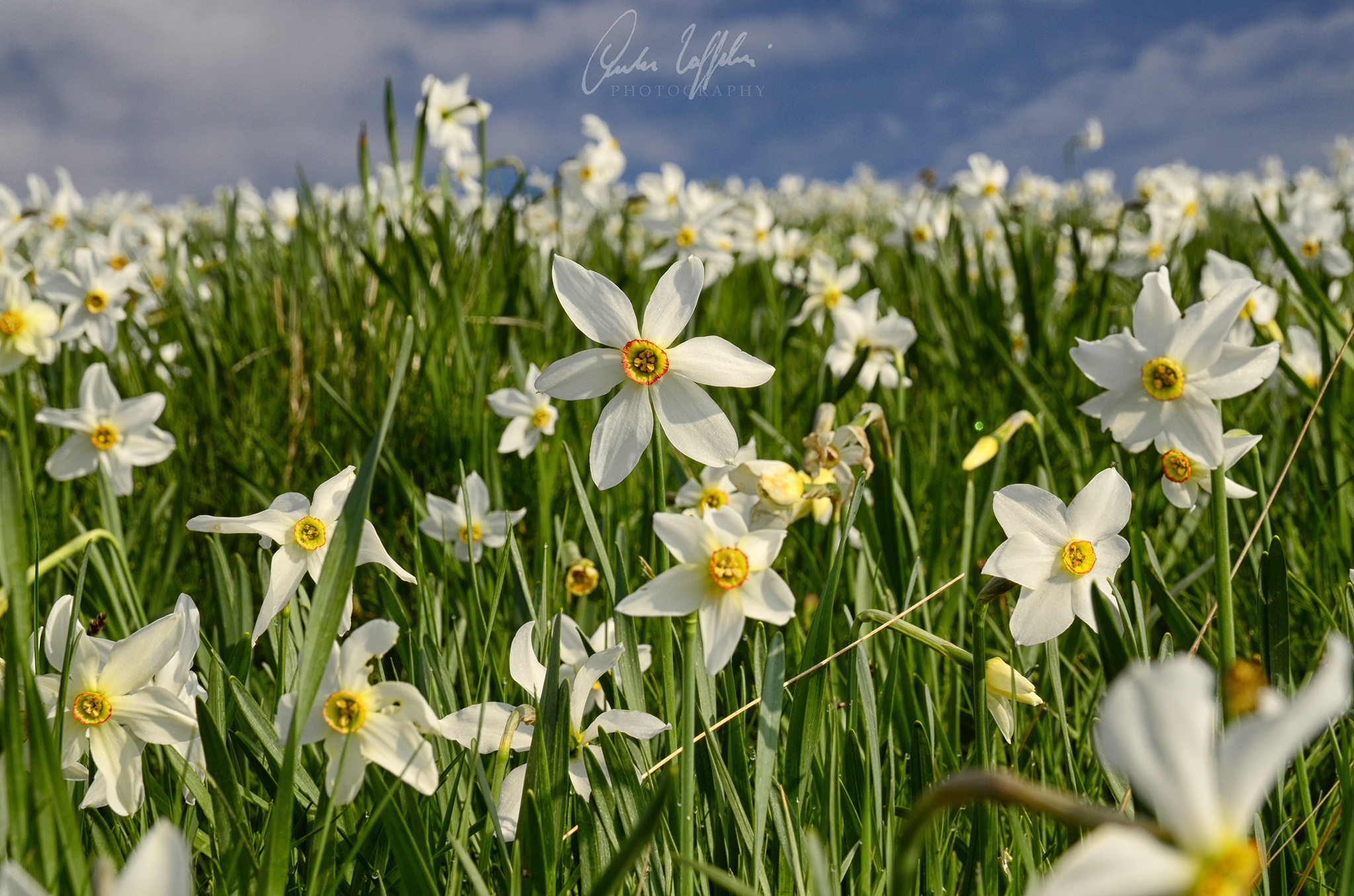 Un mare di narcisi