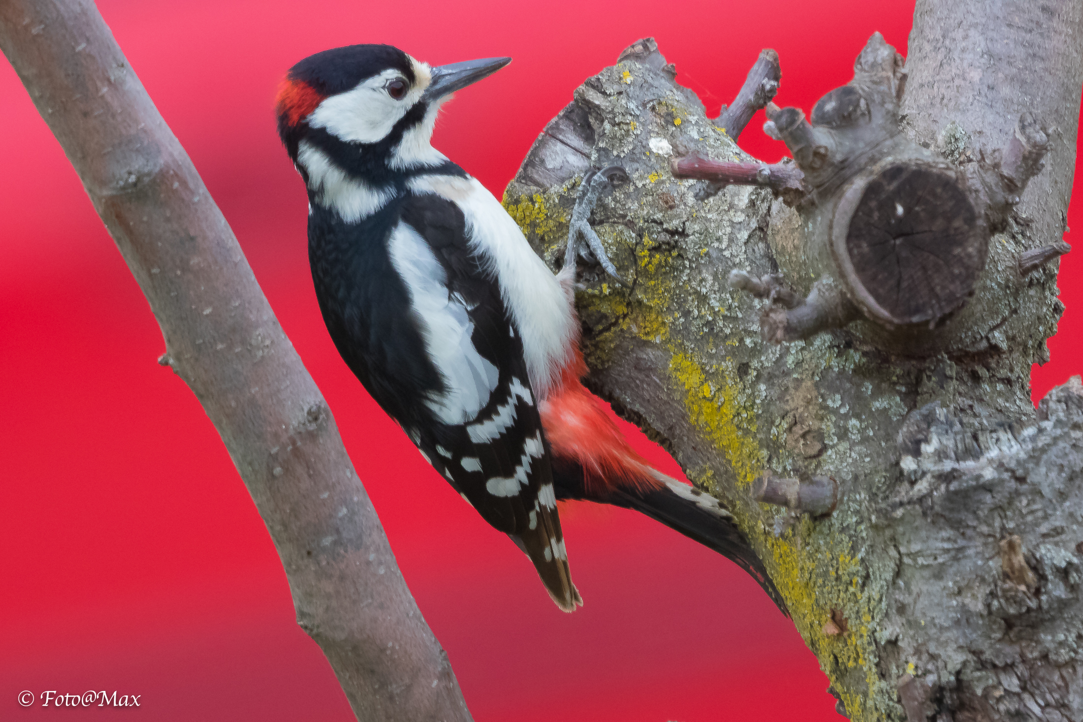 Red woodpecker km zero