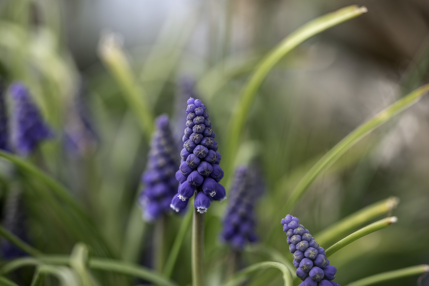 muscari