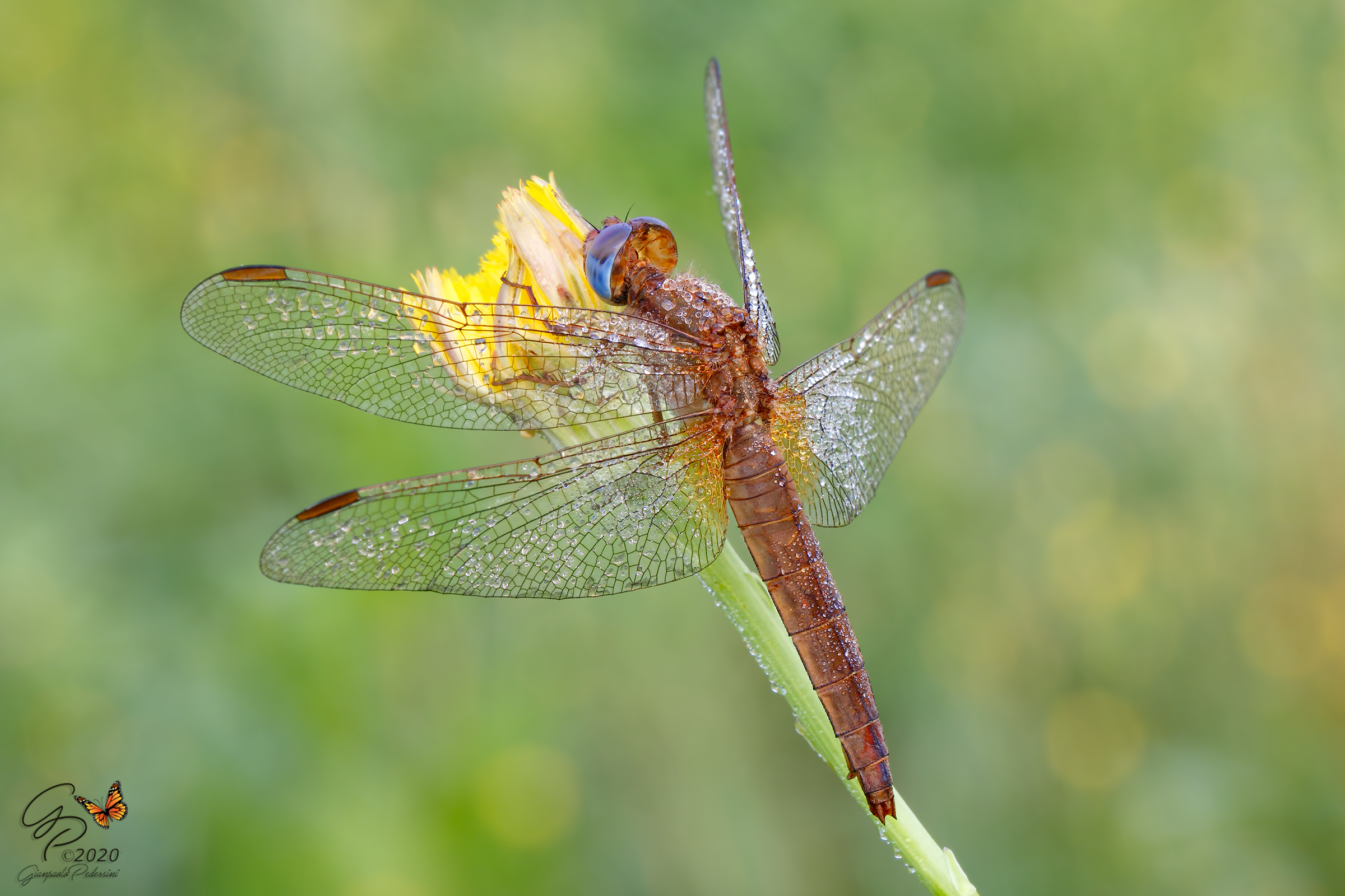 Crocothemis erythraea - femmina