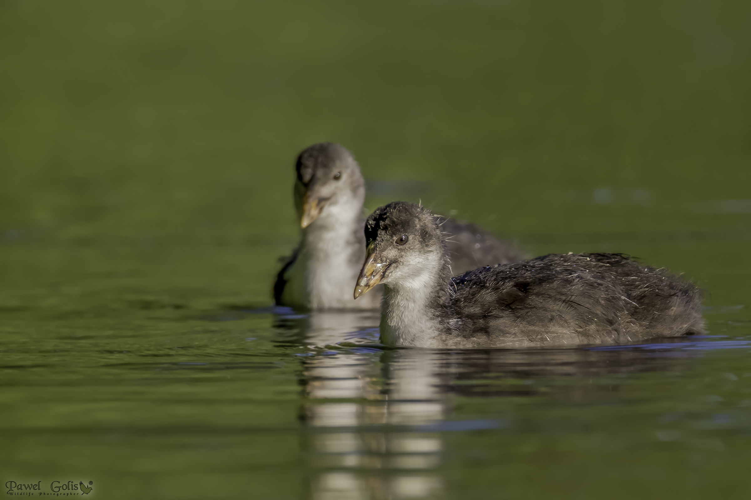 Fulica eurasiatica (Fulica atra)