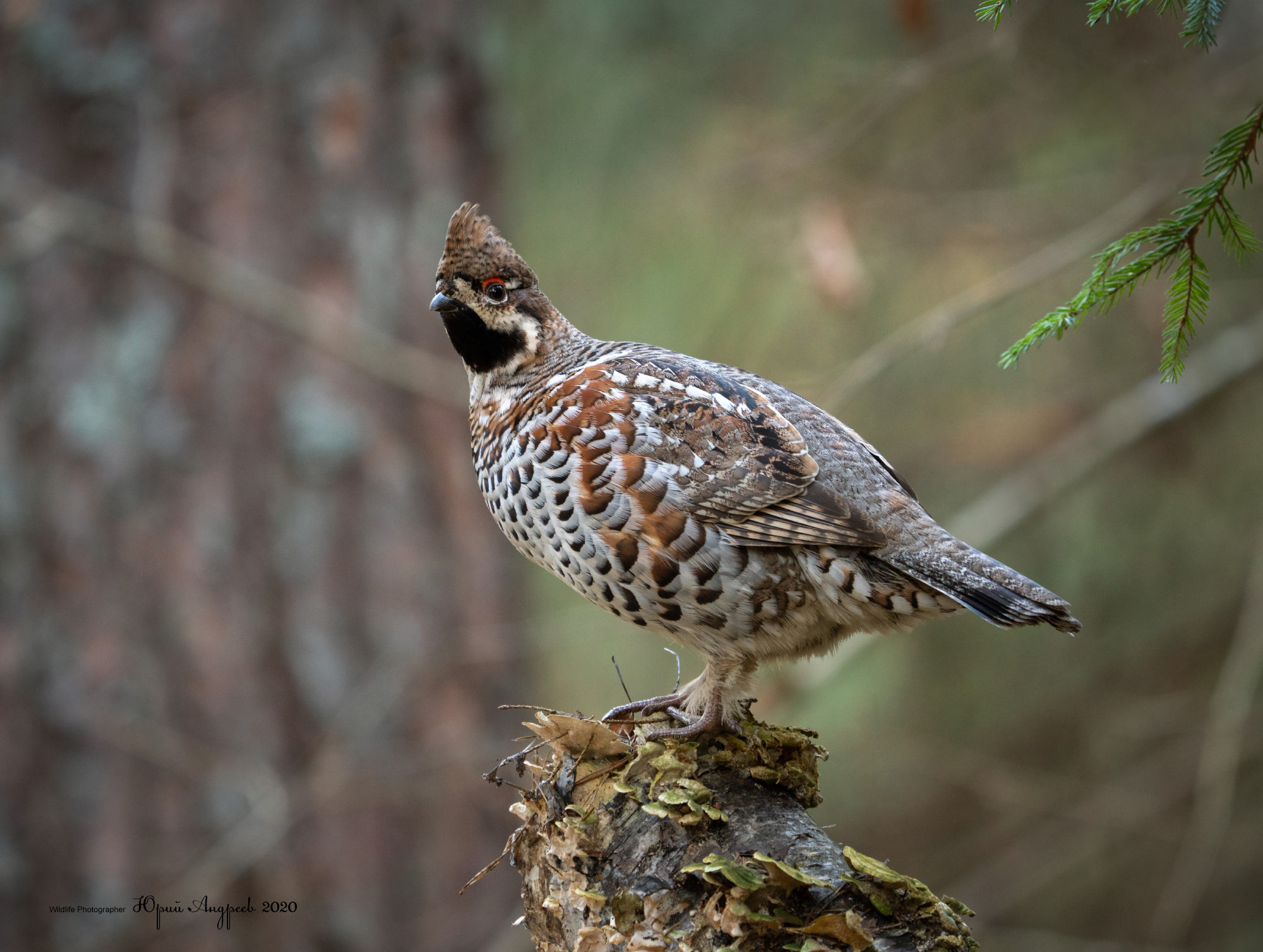 Hazel Grouse
