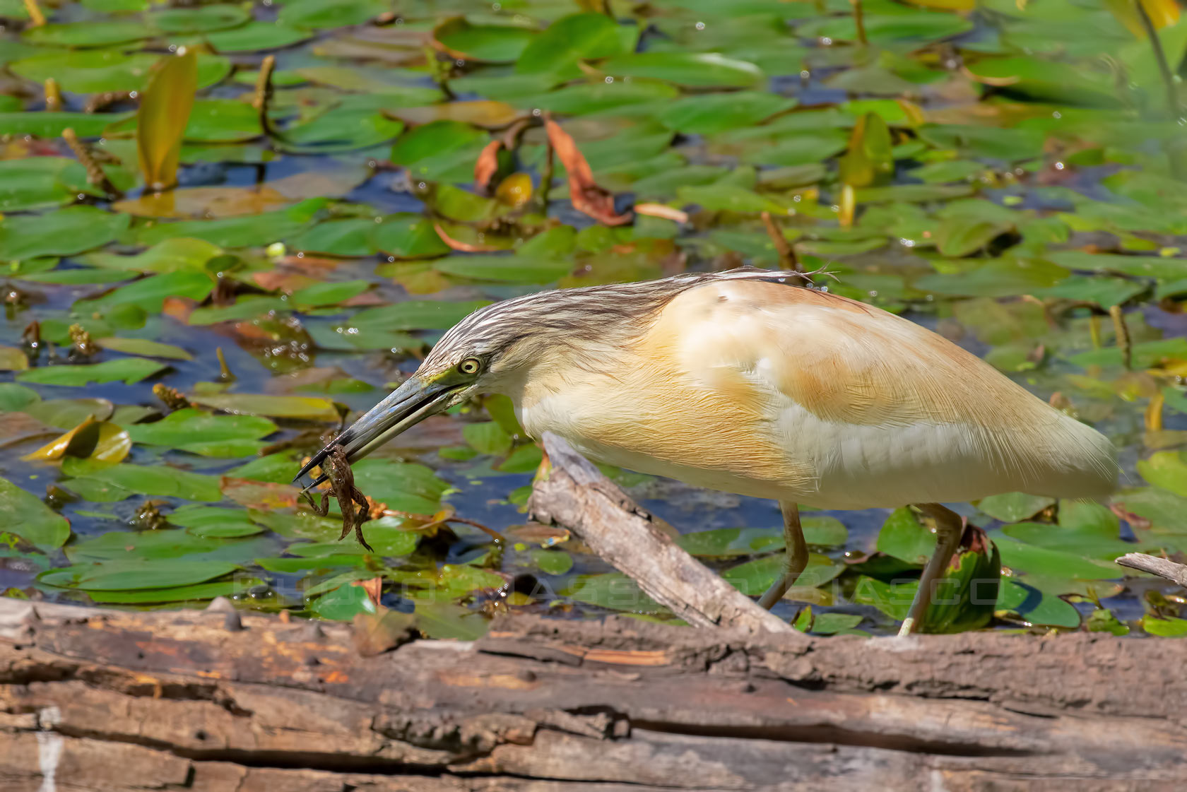 Bel Bocconcino !!!!!