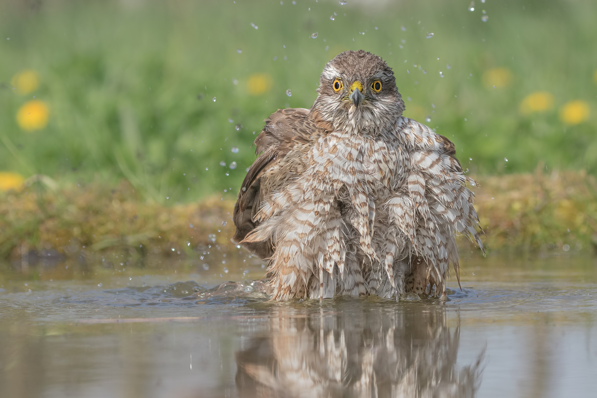 Giovane Sparviere alla pozza