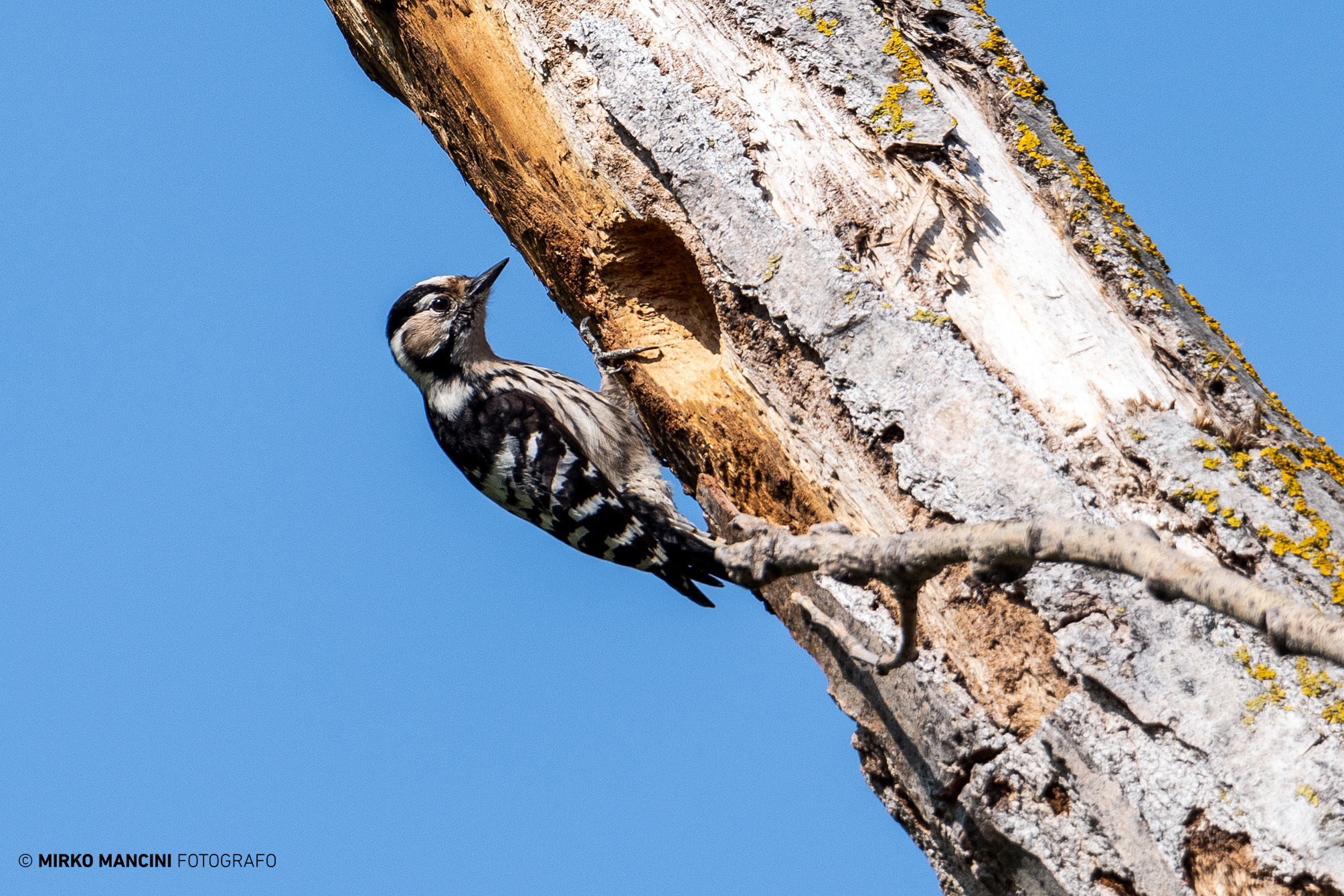 Picchio rosso minore femmina