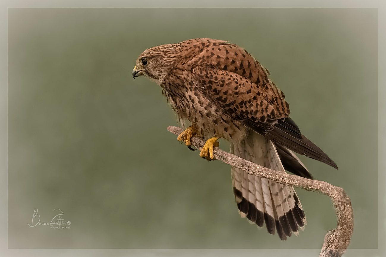 Kestrel