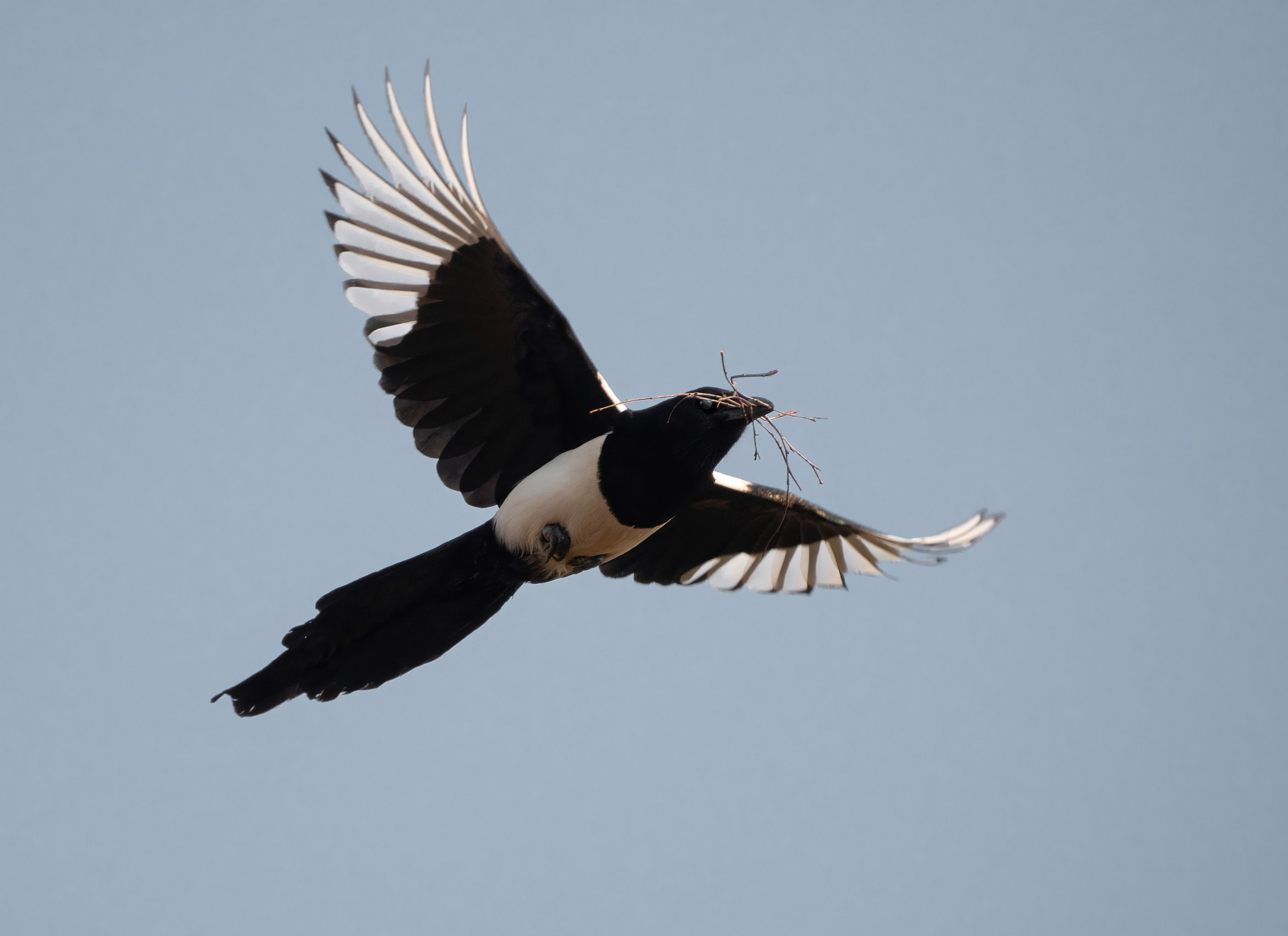 Magpie eurasiatica.
