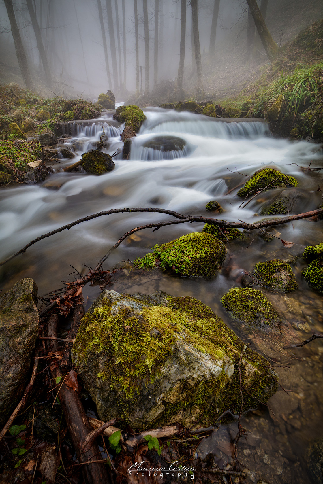 Creek in to the wood