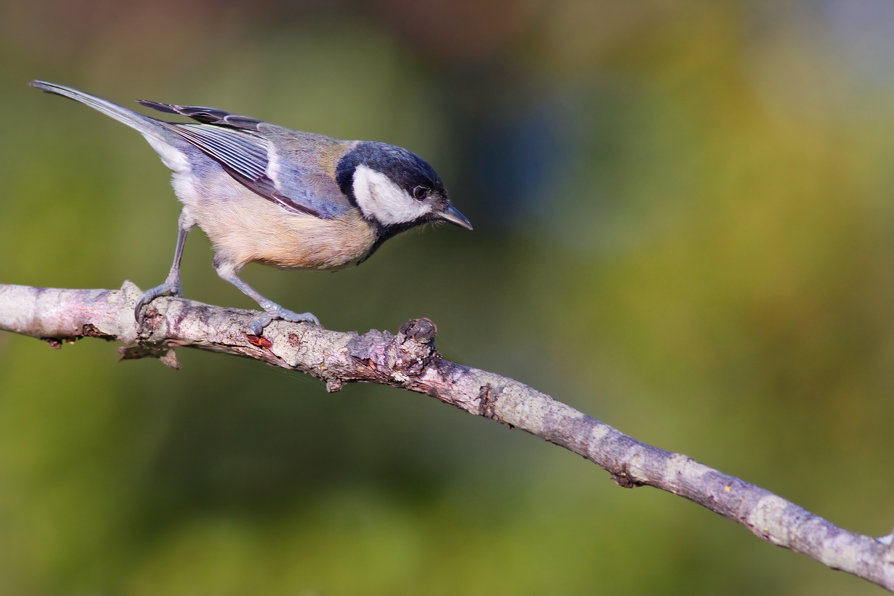 Cinciallegra in discesa