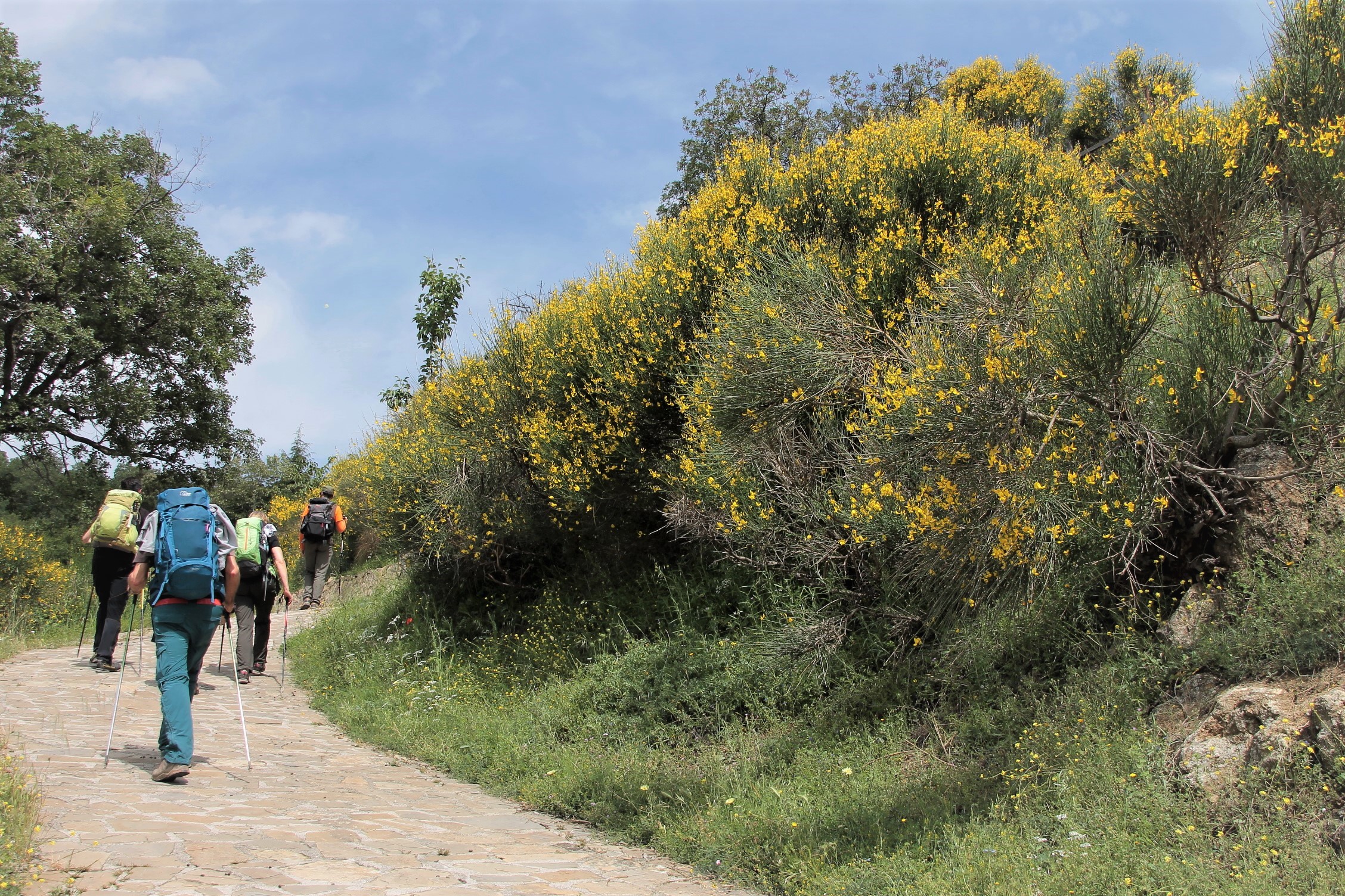 Trekking fra le ginetre