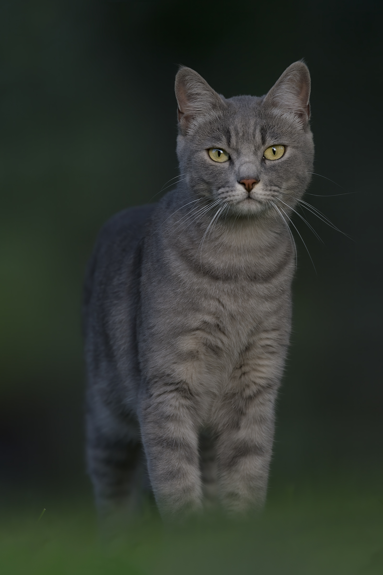 il cacciatore di upupe