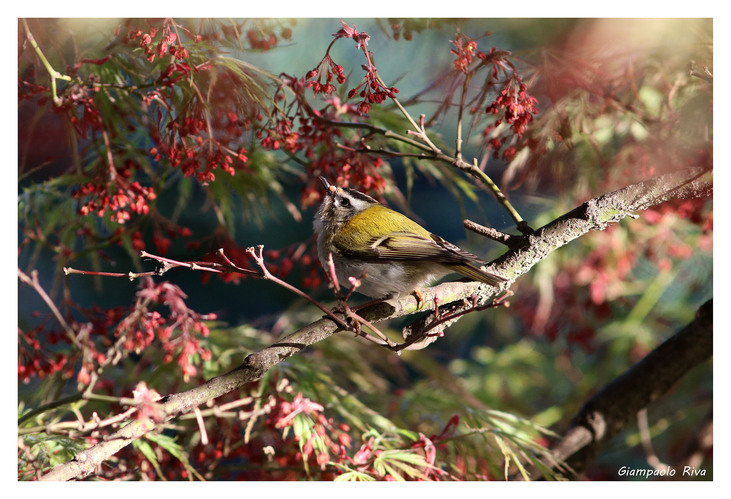 Fiorrancino su acero giapponese
