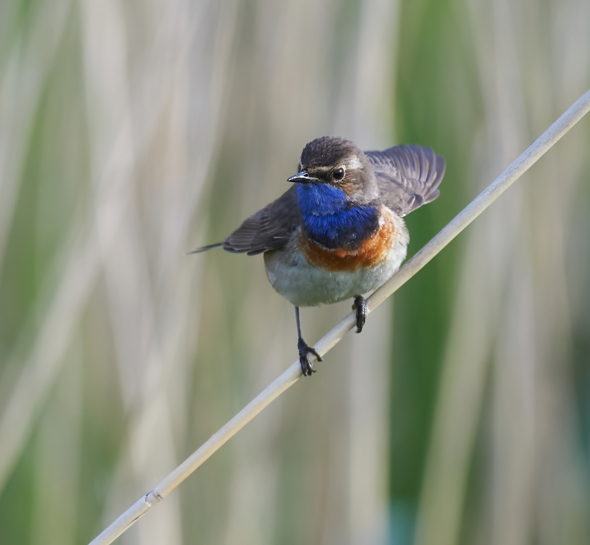 Bluethroat