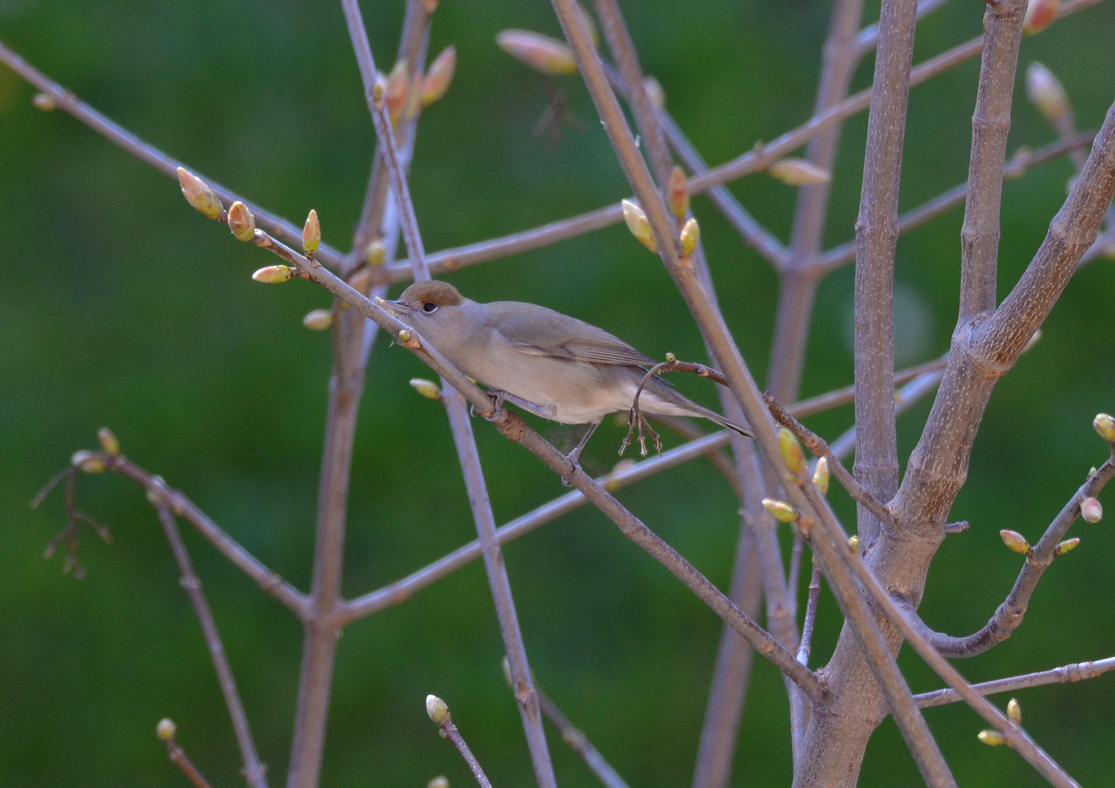 female black capital