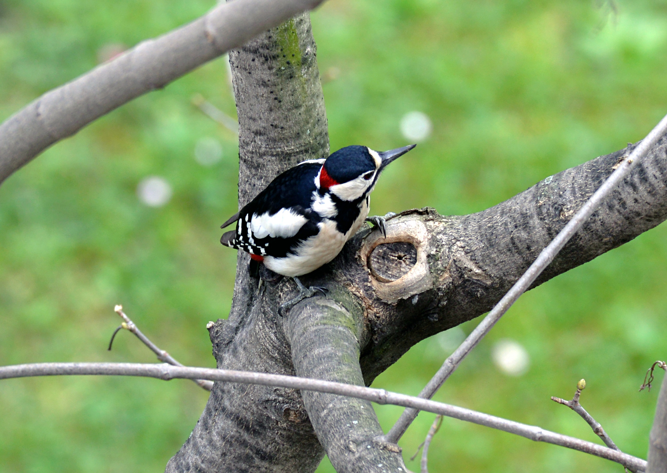 greater red woodpecker - male
